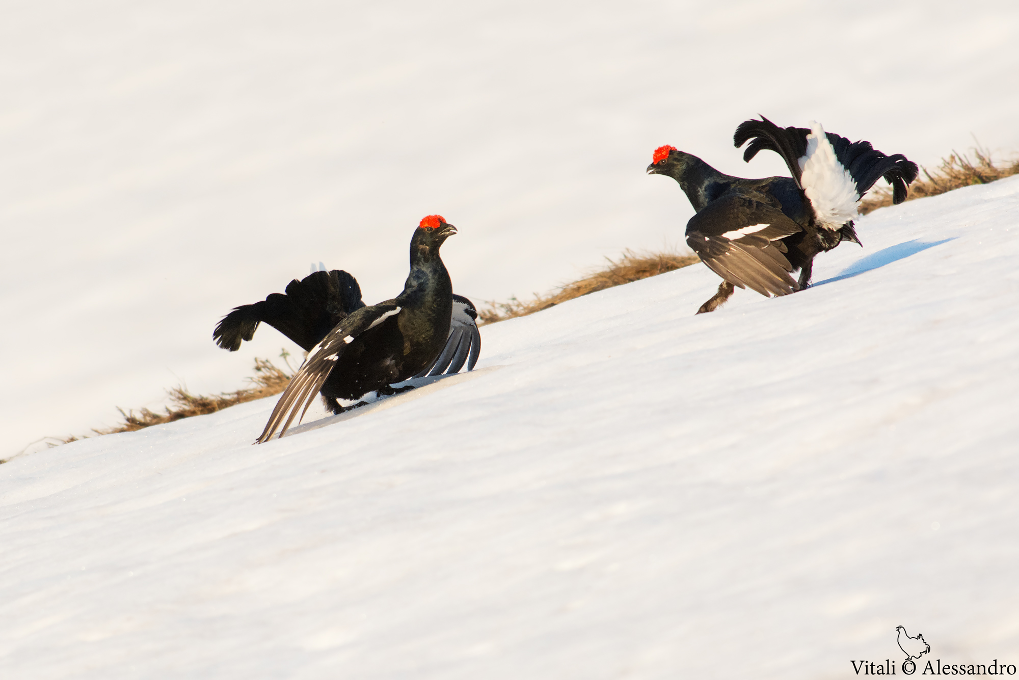 Galli forcello .......