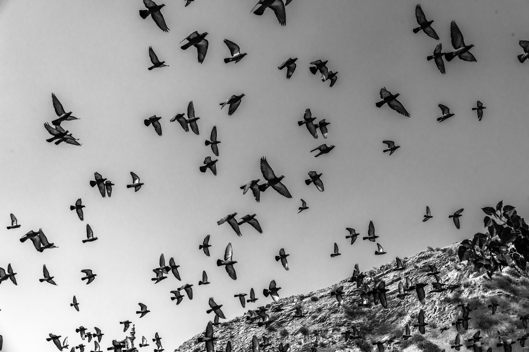 Rajasthan 2017 - Volo