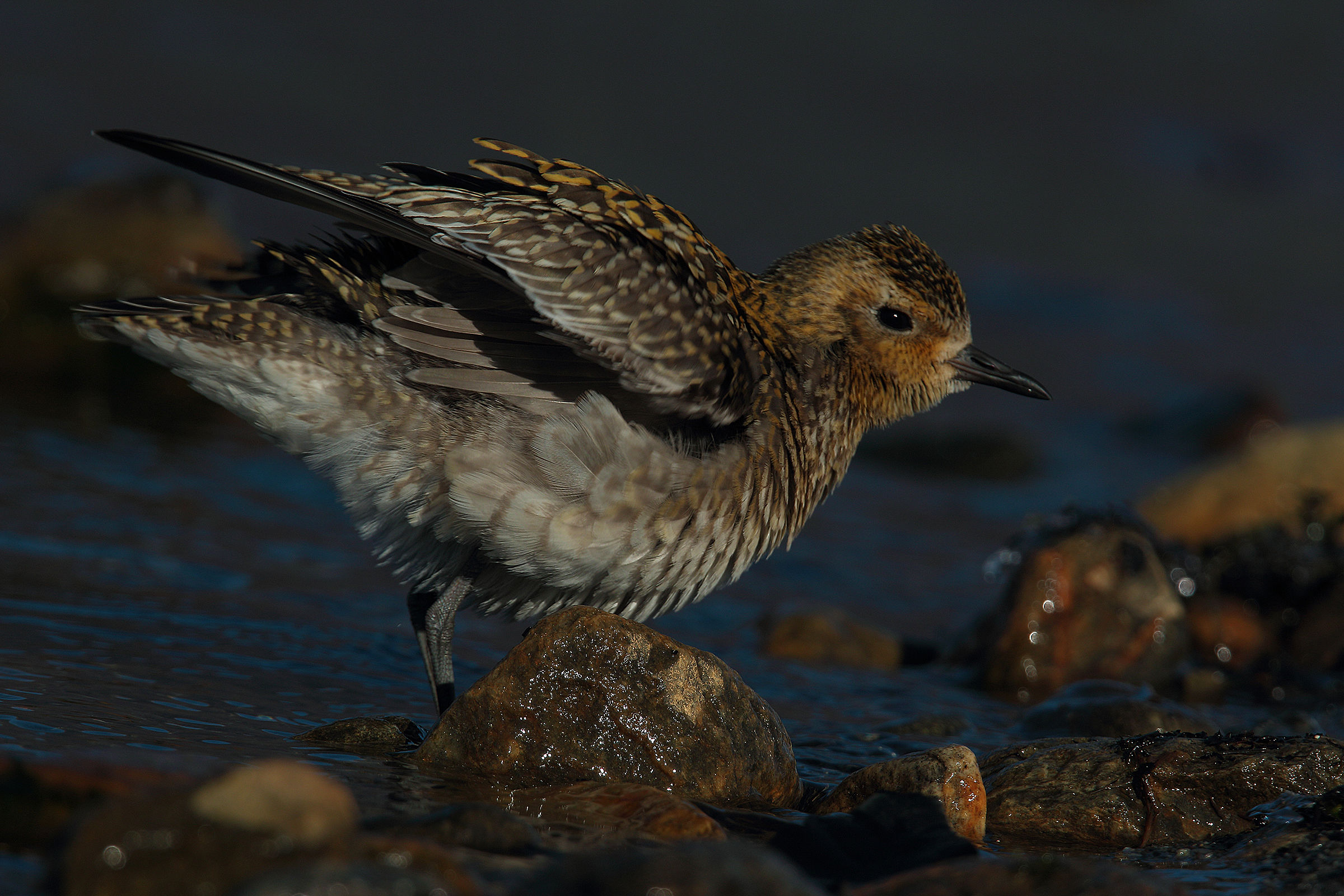 Eastern plover