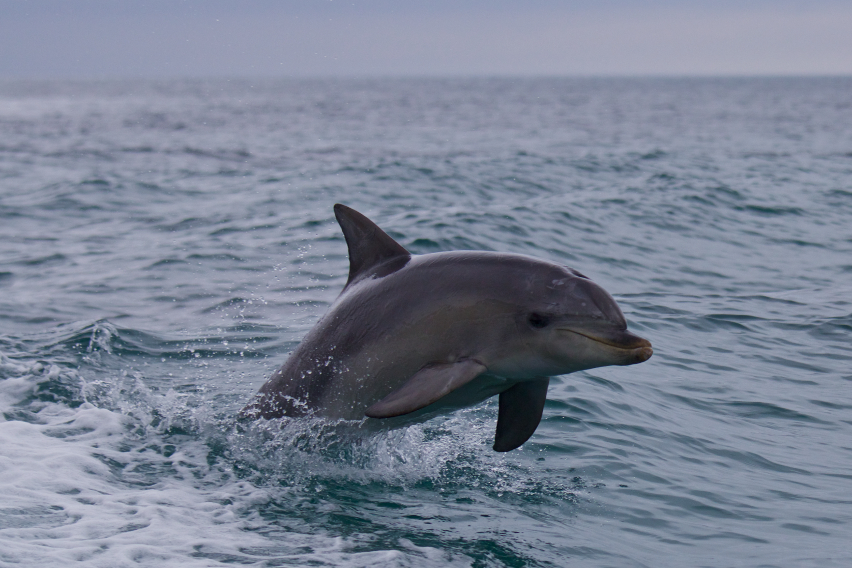 Delfino (Kangaroo Island)