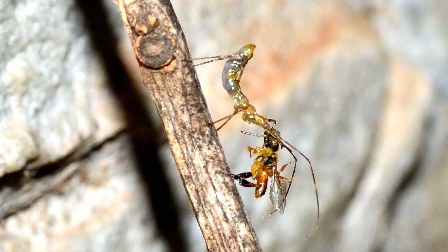 Una guardia volante di Tetragonisca angustula e una mantide