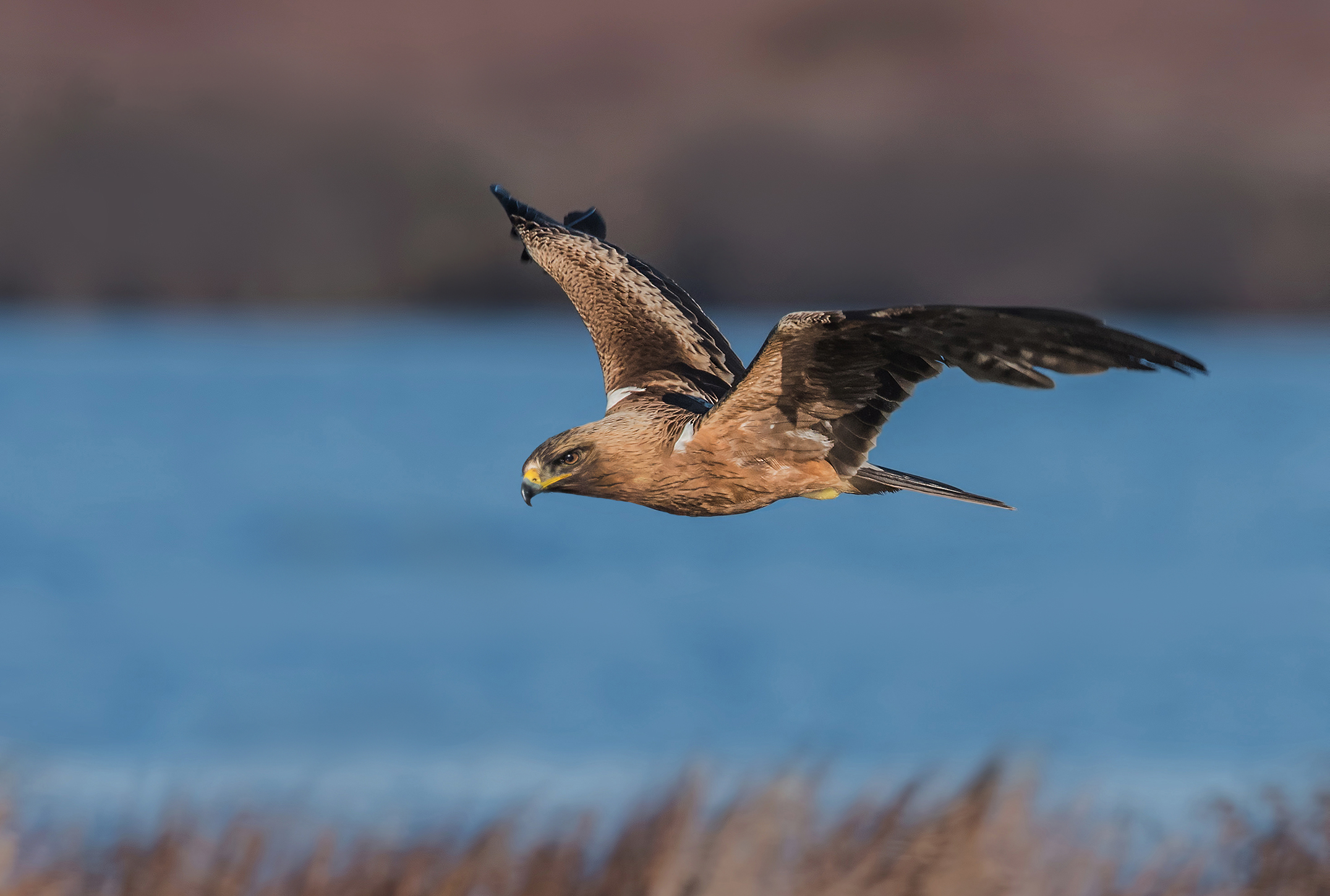 aquila minore a caccia