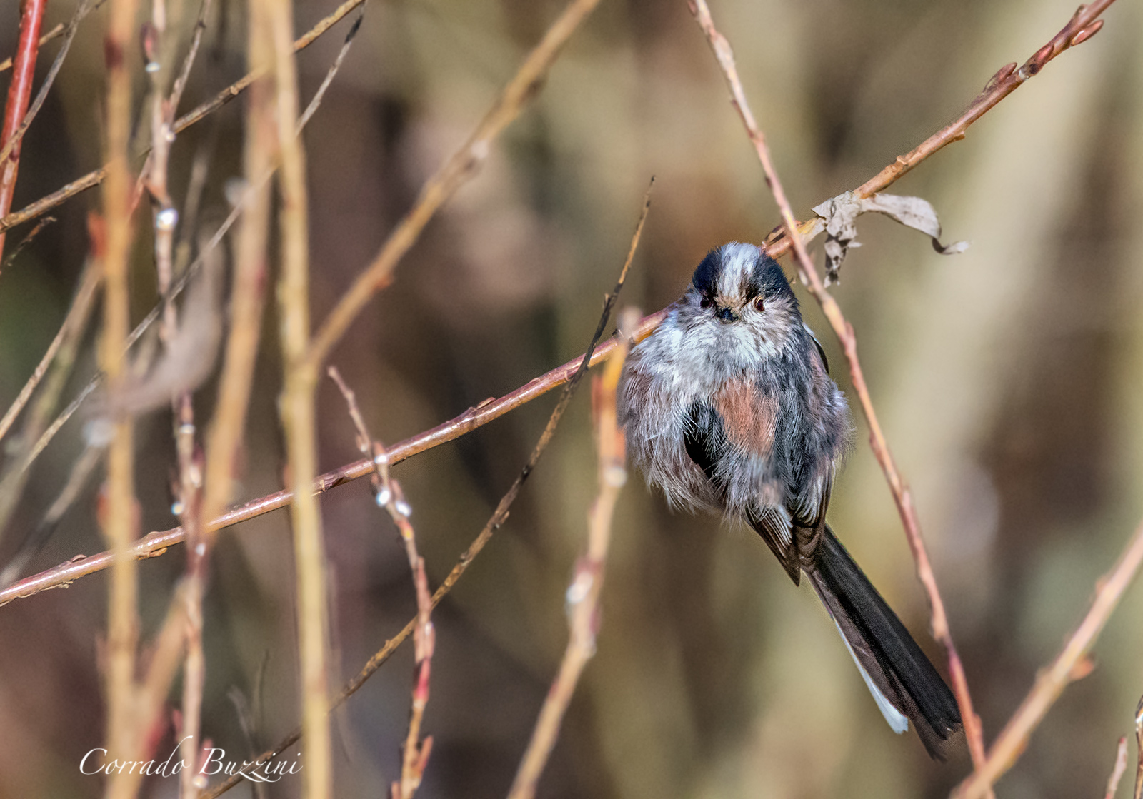 Long-tailed Tit