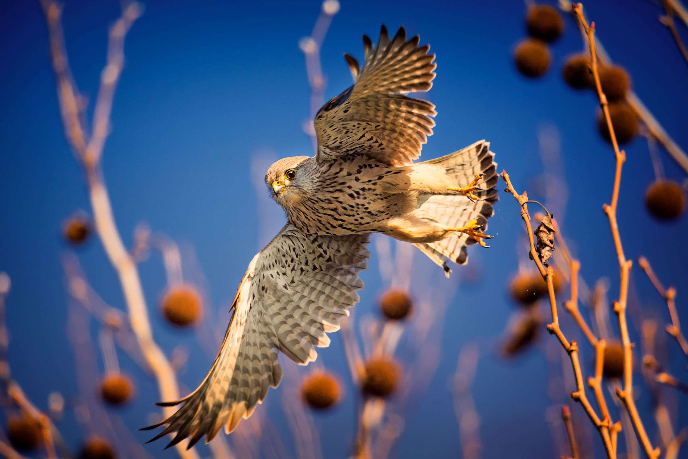 the snap of the kestrel