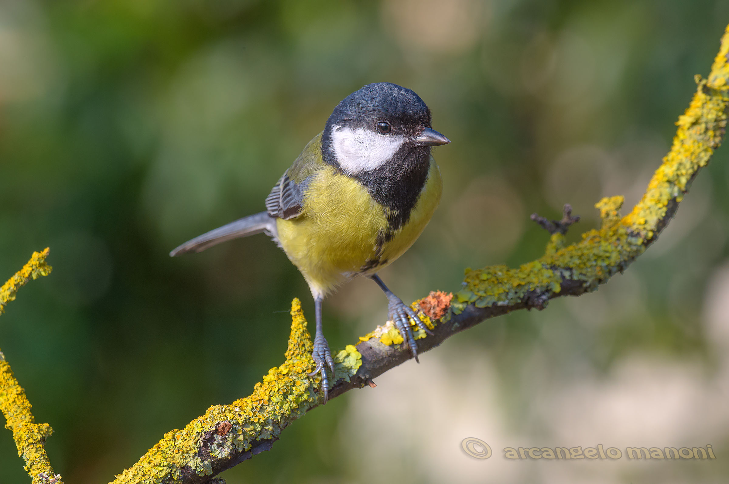 Parus major