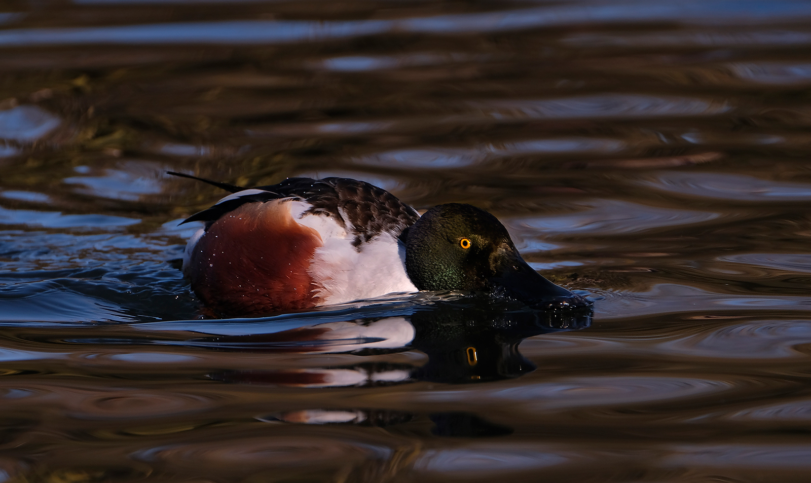 Shoveler male