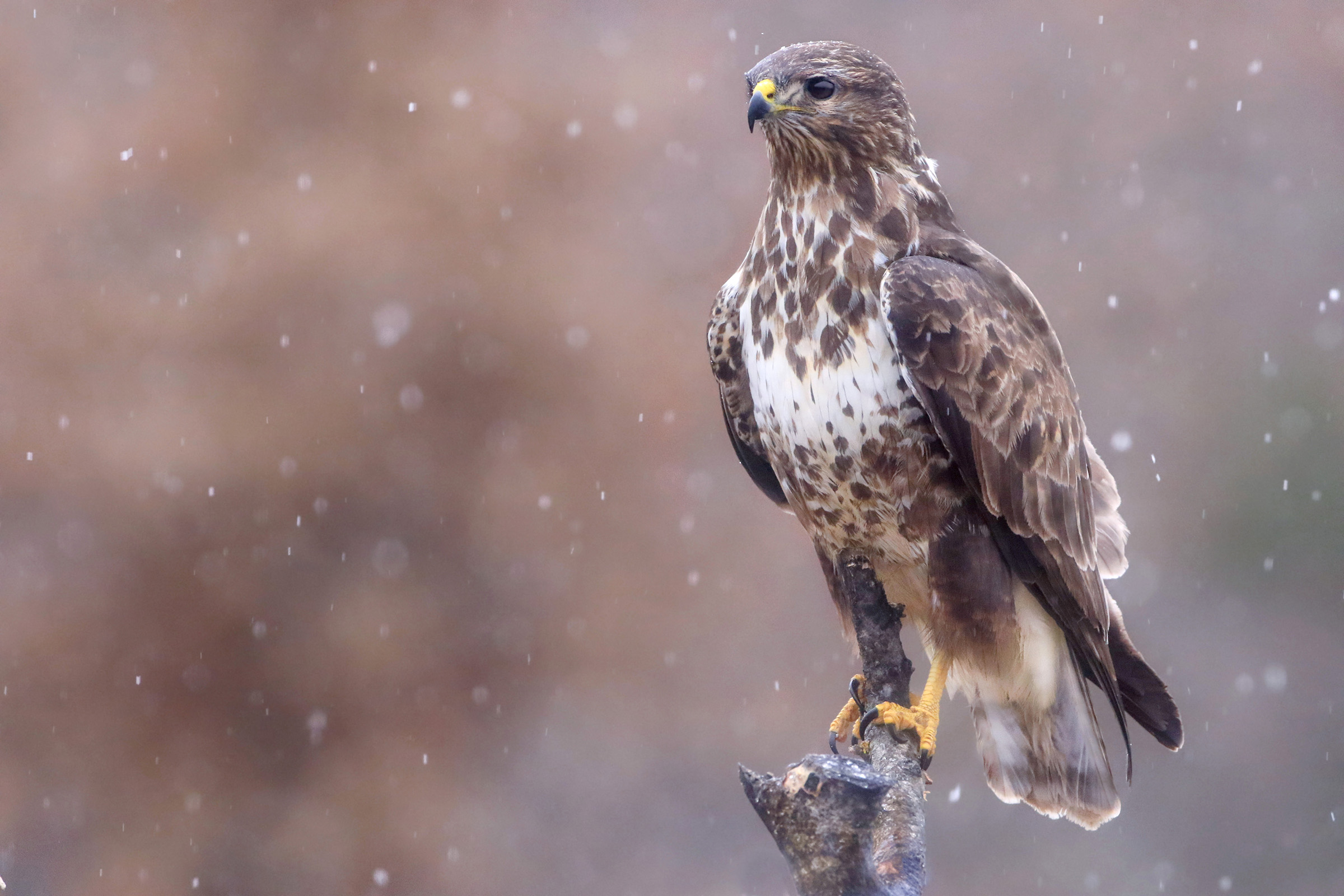 poiana sotto la neve