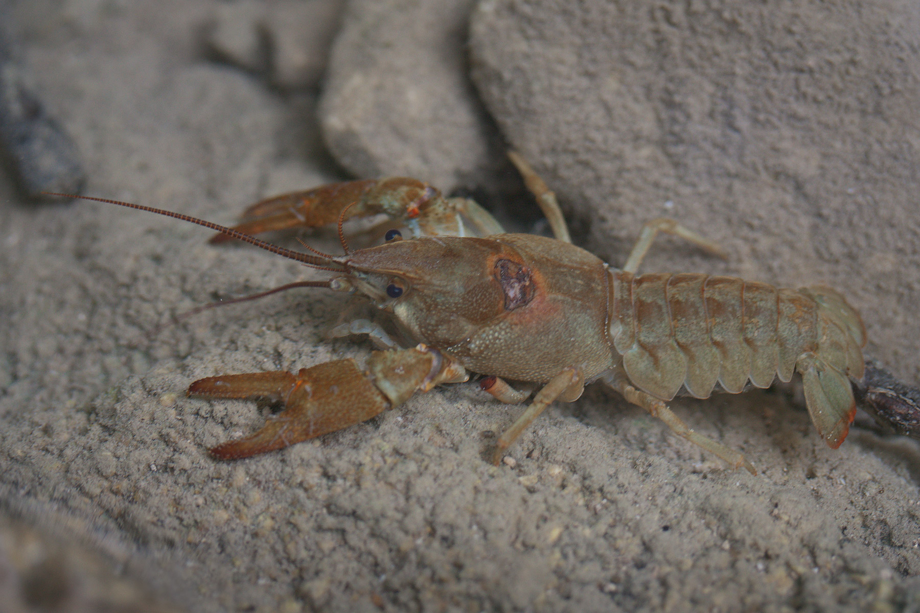Gambero d'acqua dolce