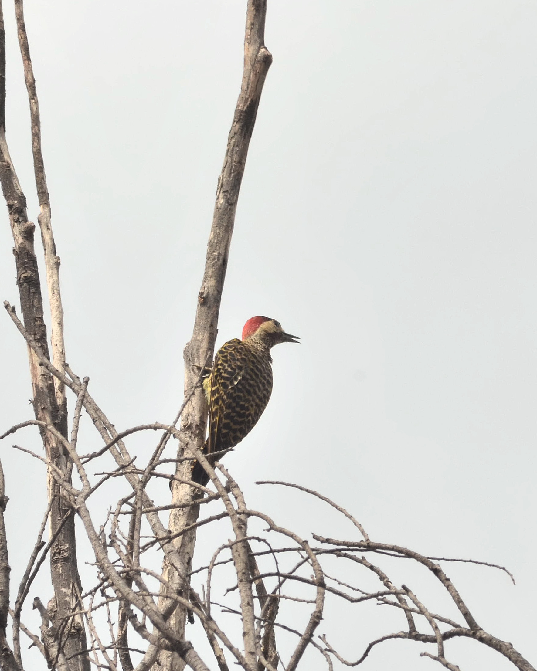 Un picchio (melanochloros Colaptes)