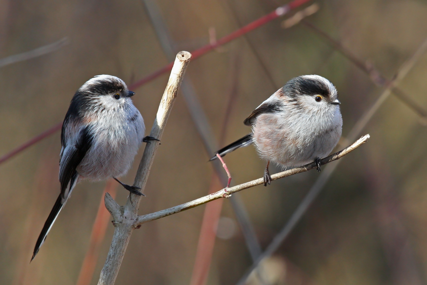 long-tailed tits
