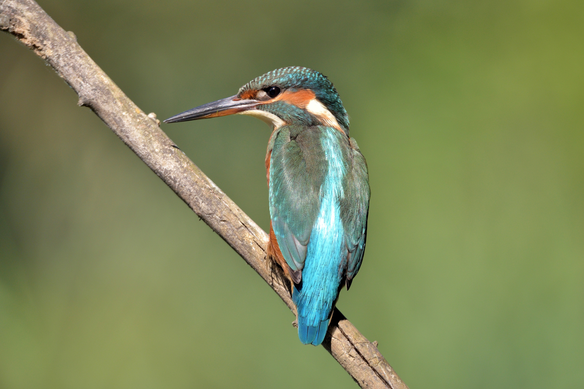 Kingfisher