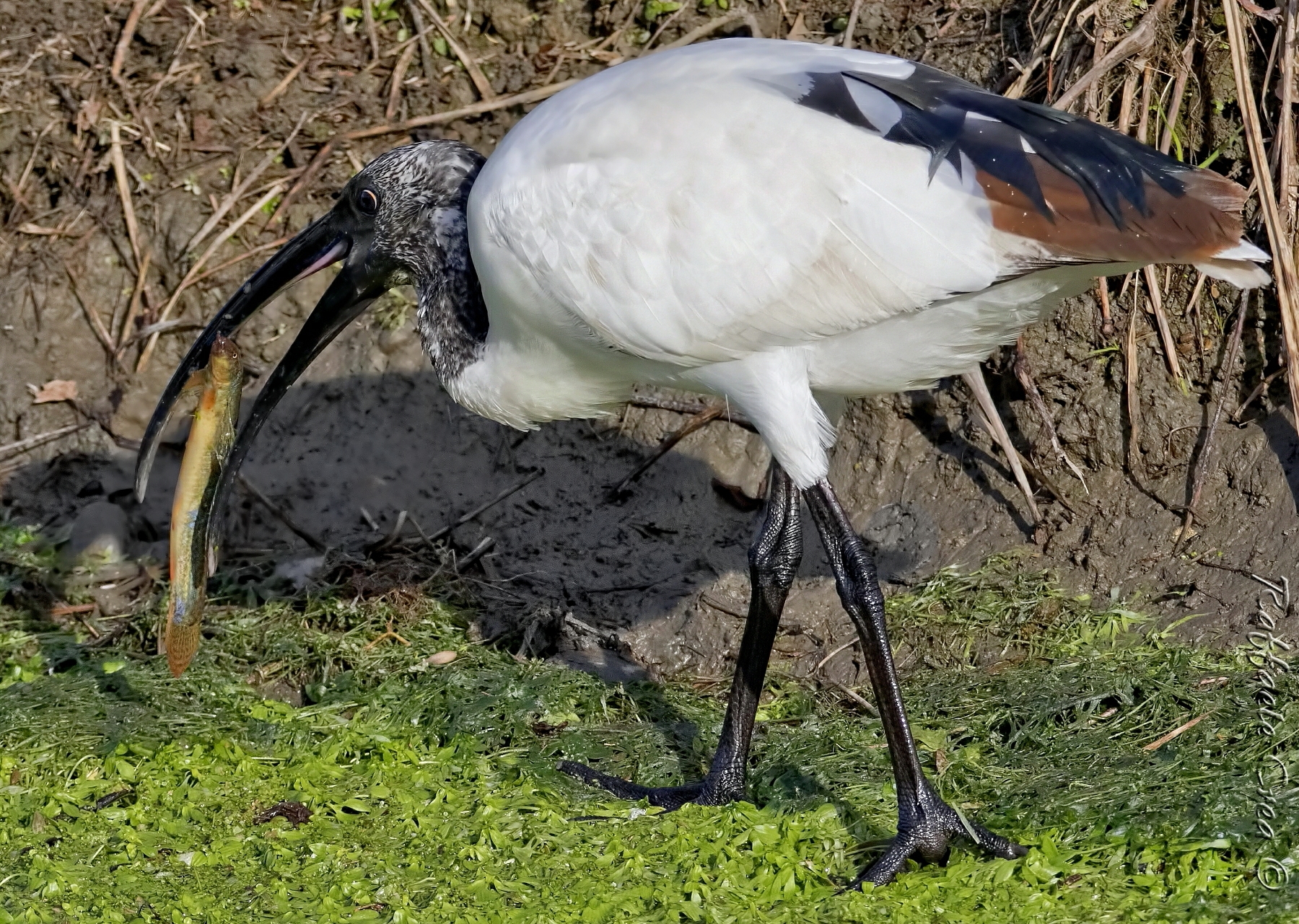 Ibis Sacro direi con Misgurno
