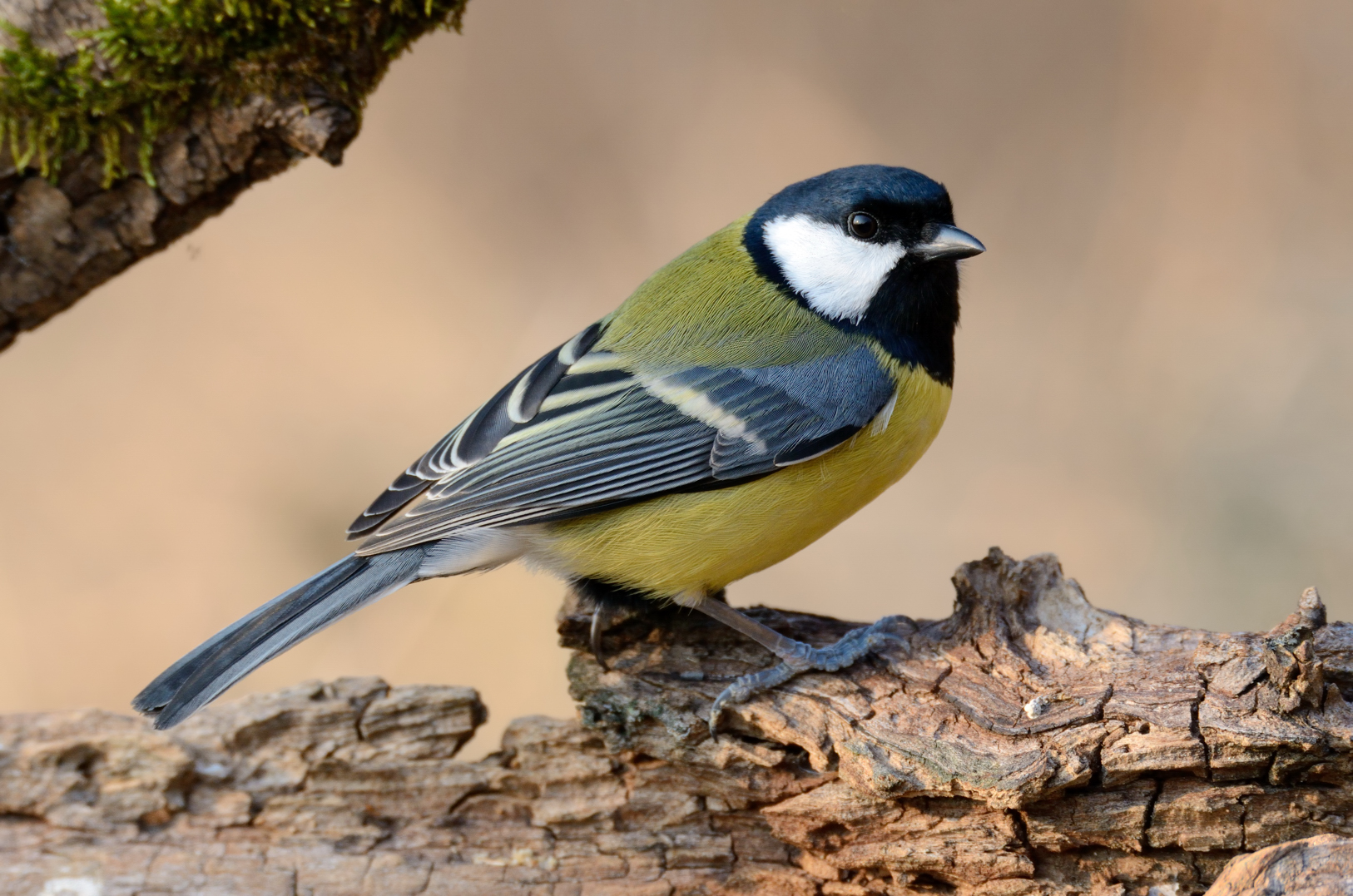 Great Tit