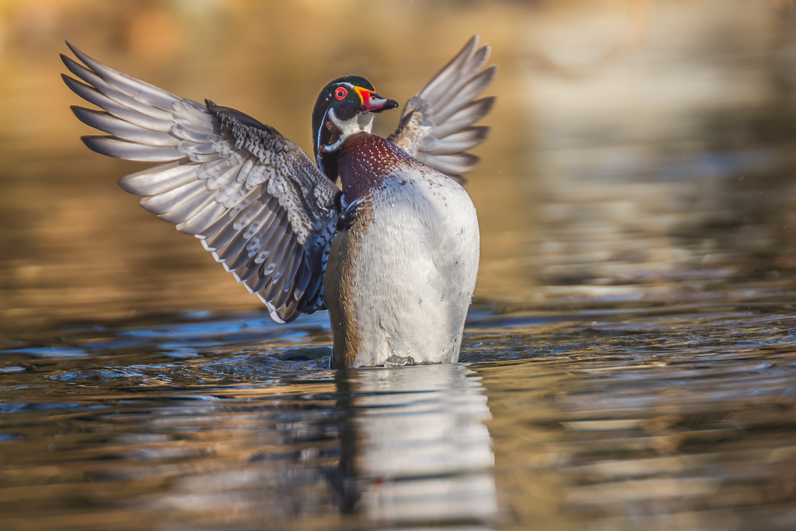 Wood duck