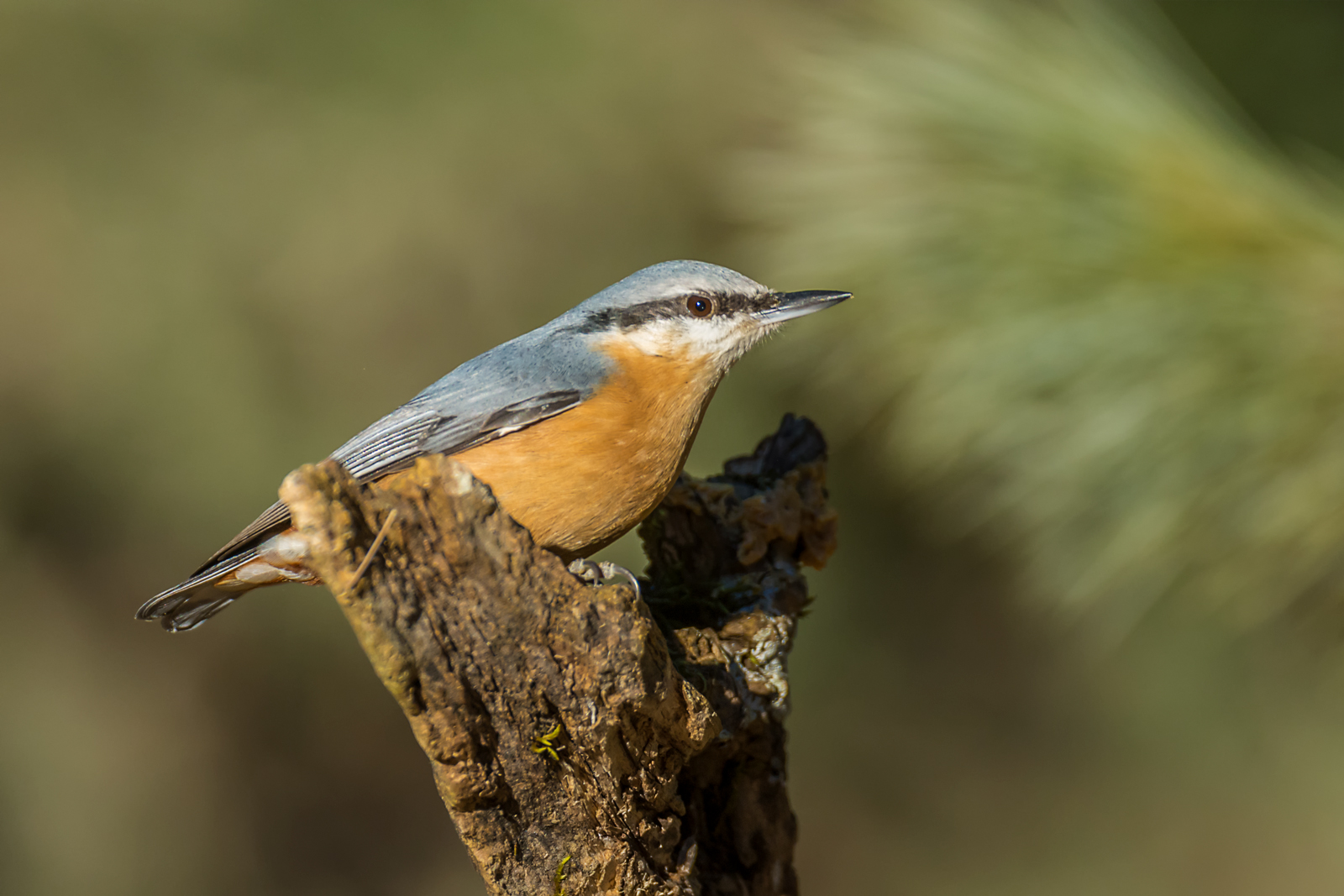 nuthatch