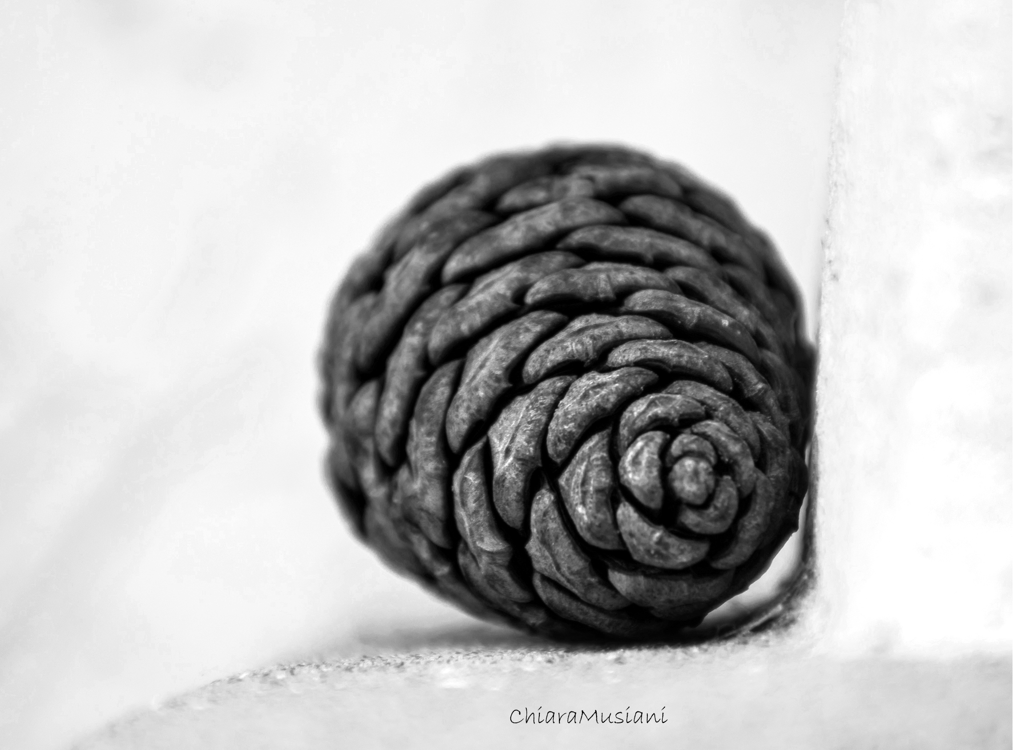 Pine cone