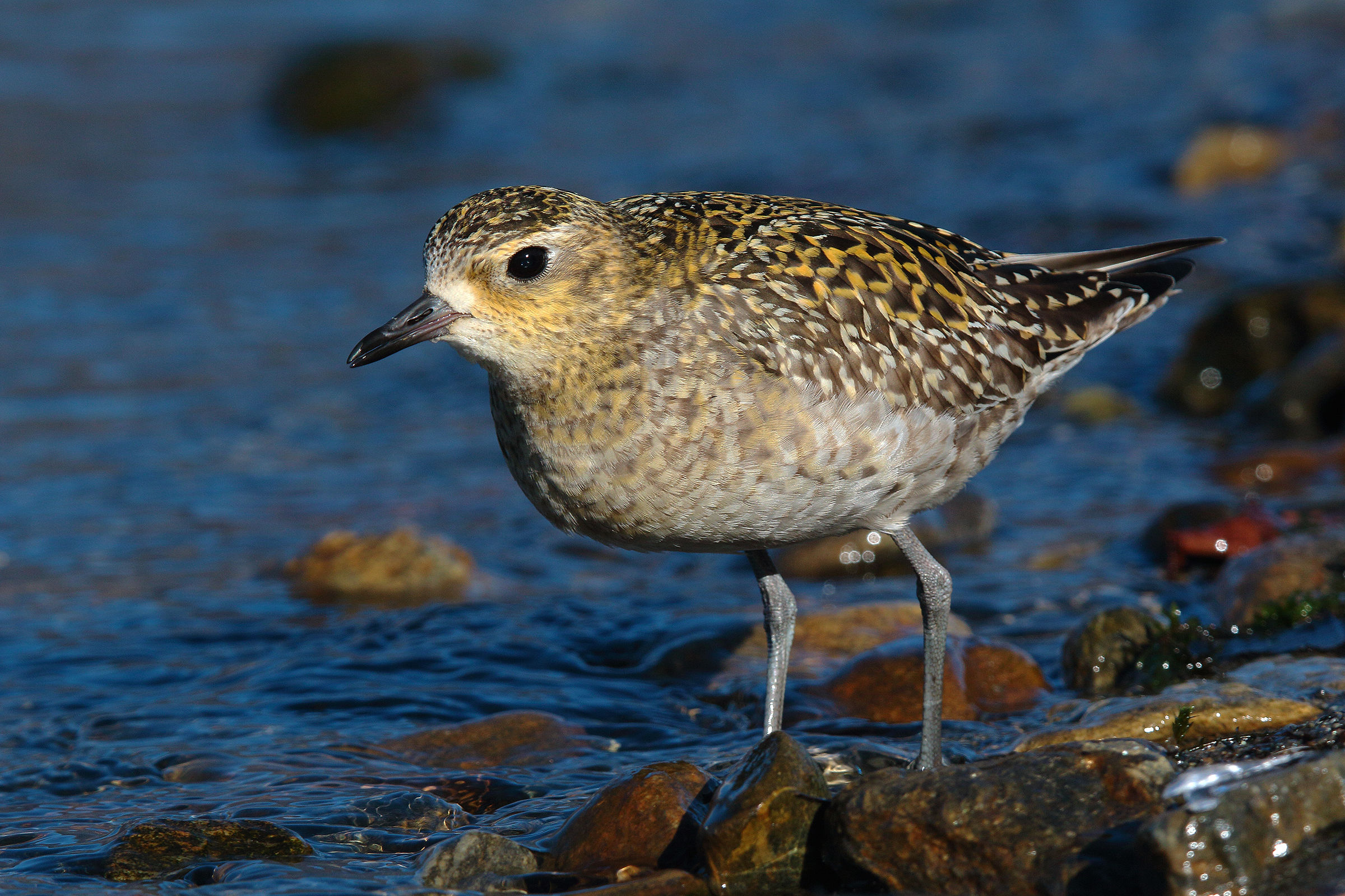 Eastern plover 4
