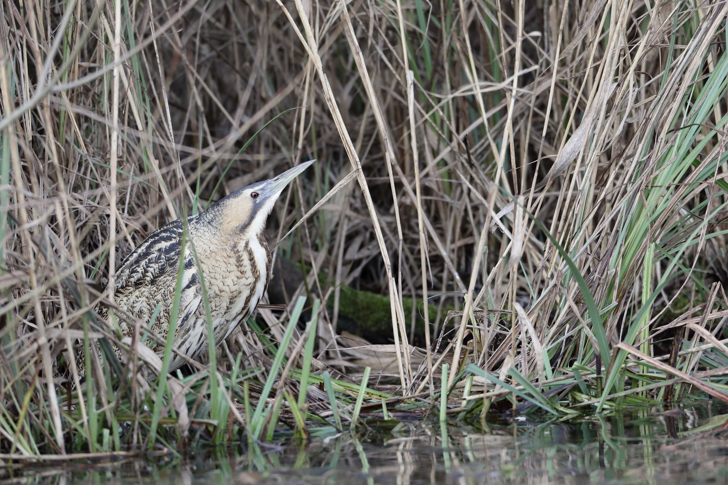Bittern