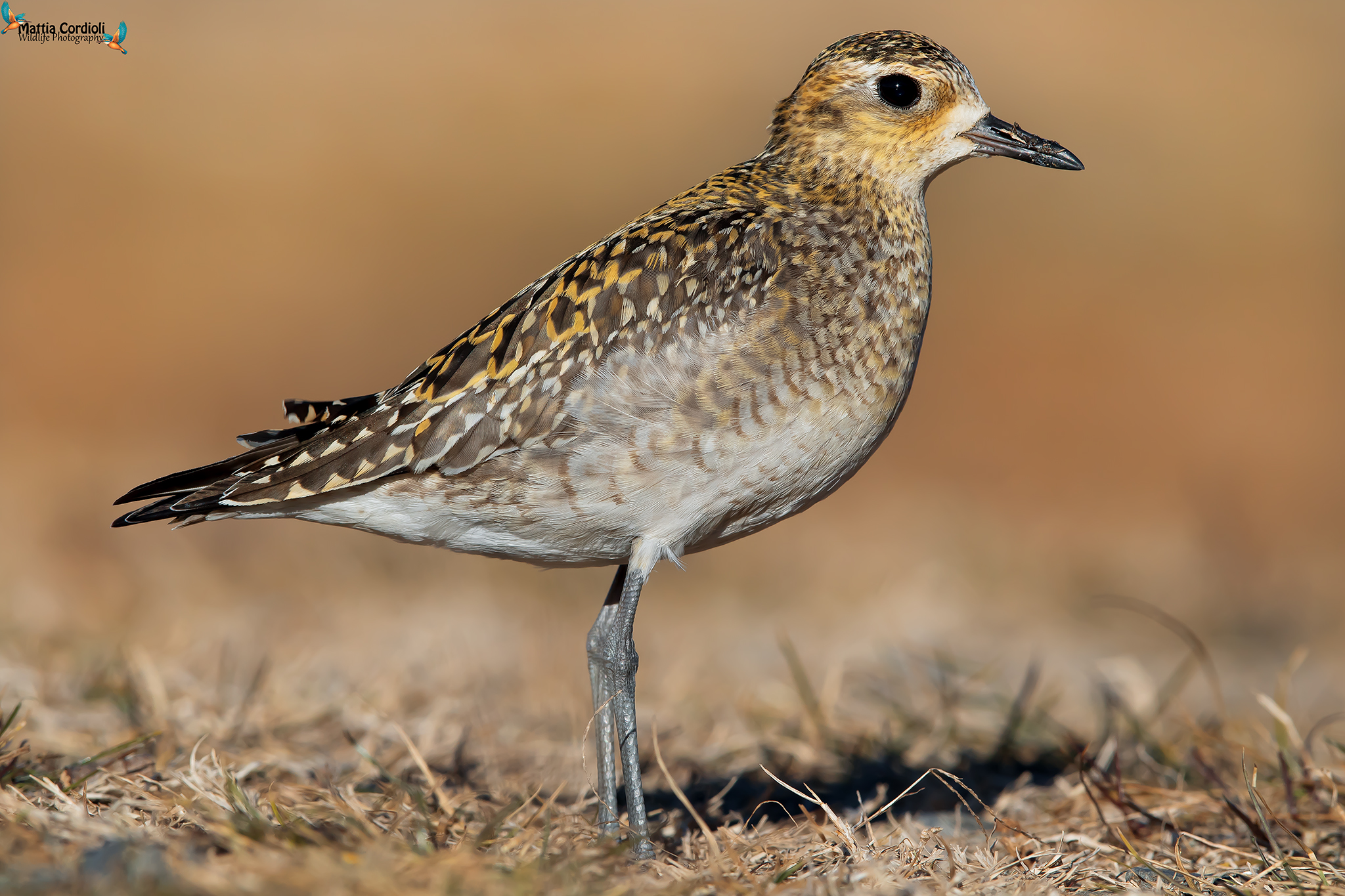 Plover Eastern