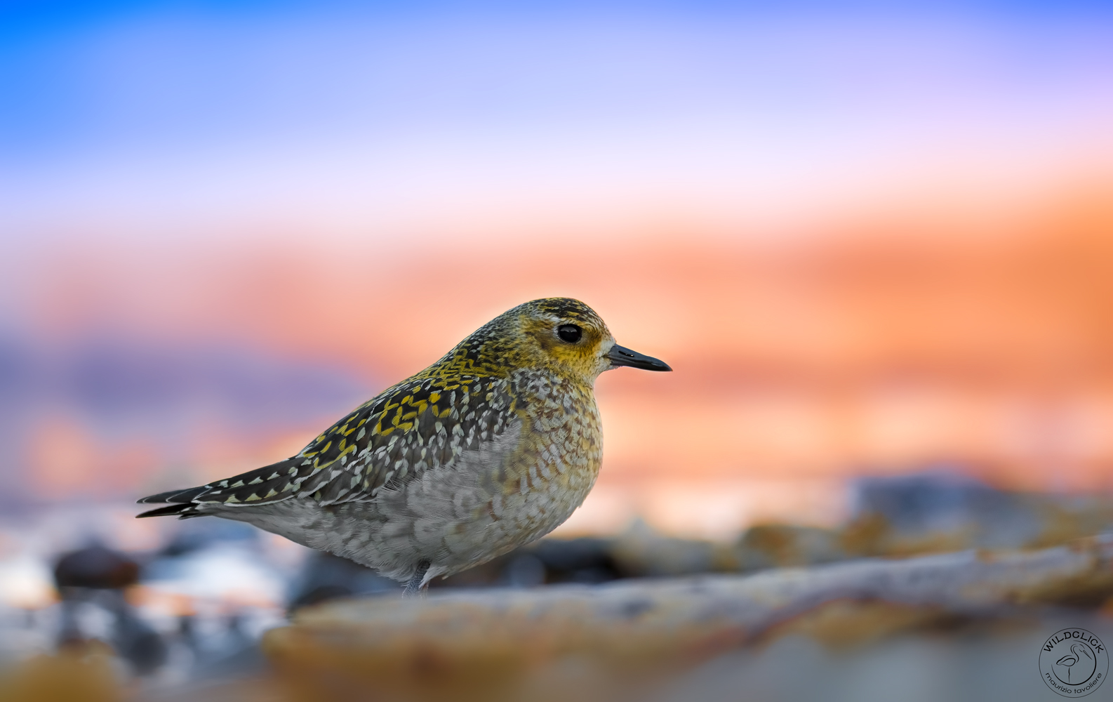 Alba col Piviere orientale ..