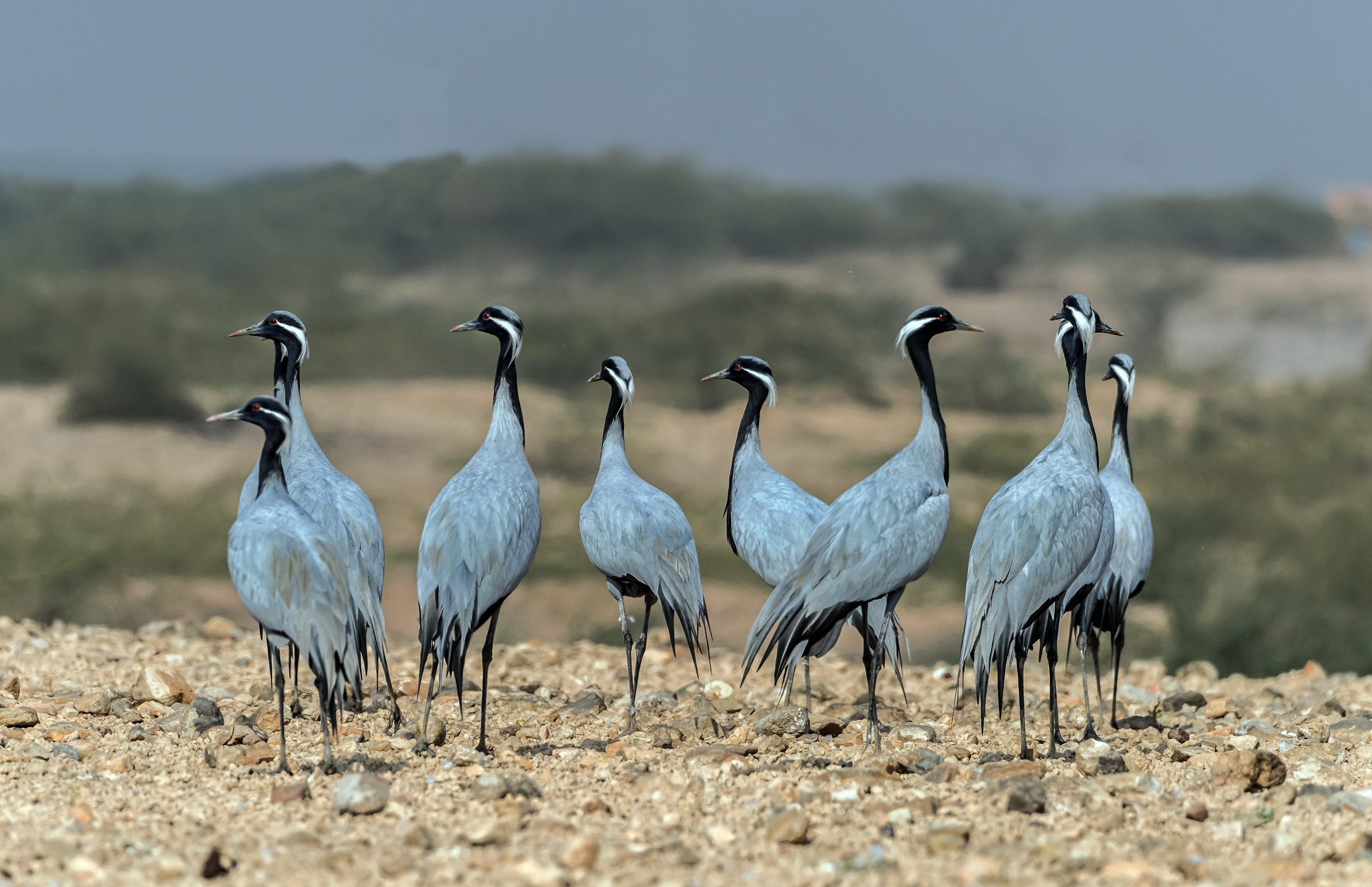 Rajasthan 2017 - Gru damigella o Damigella di Numidia