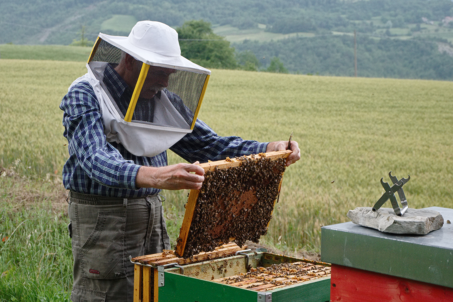 The craft of bees