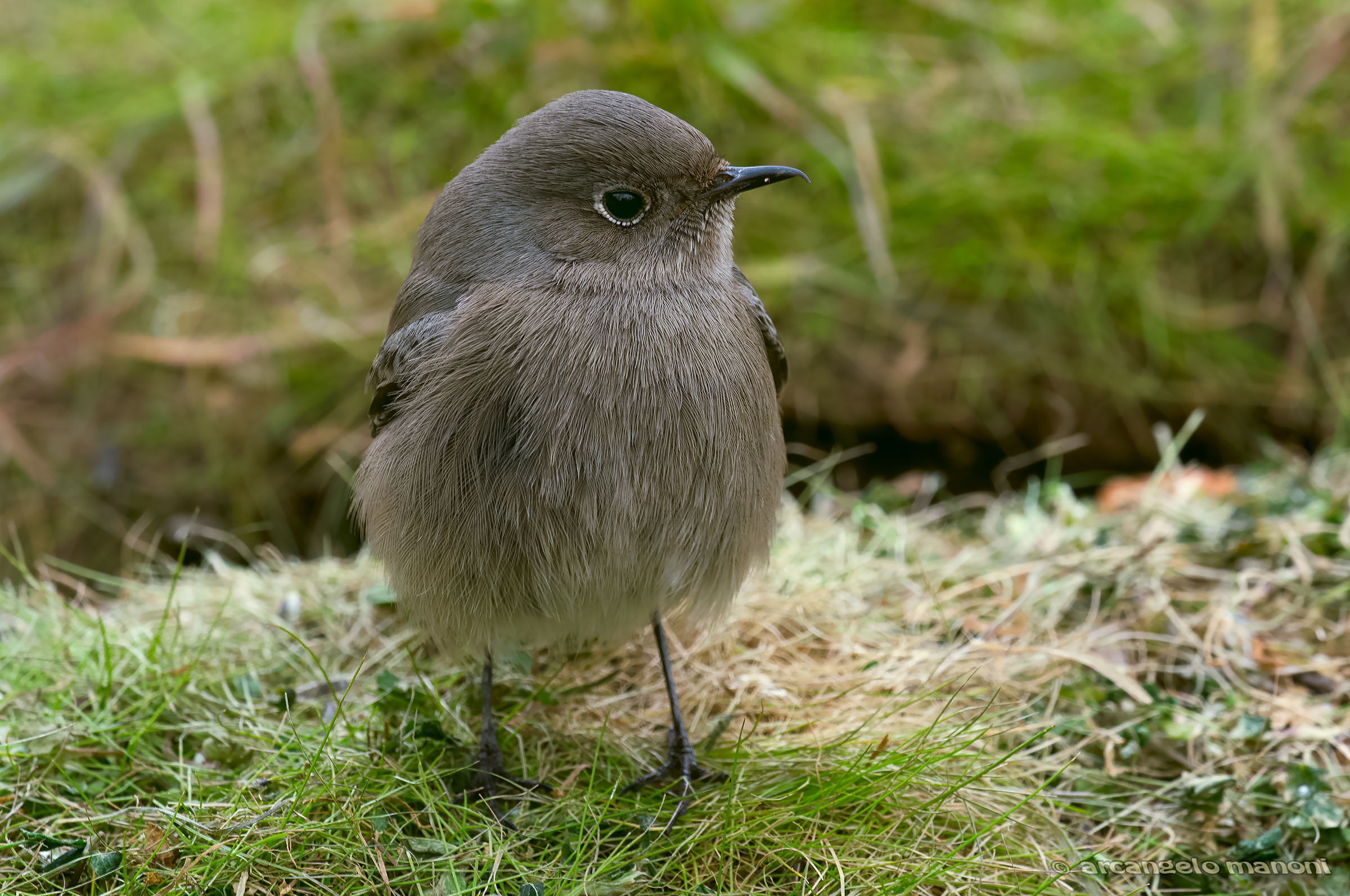 Un quarantesimo per il Cody