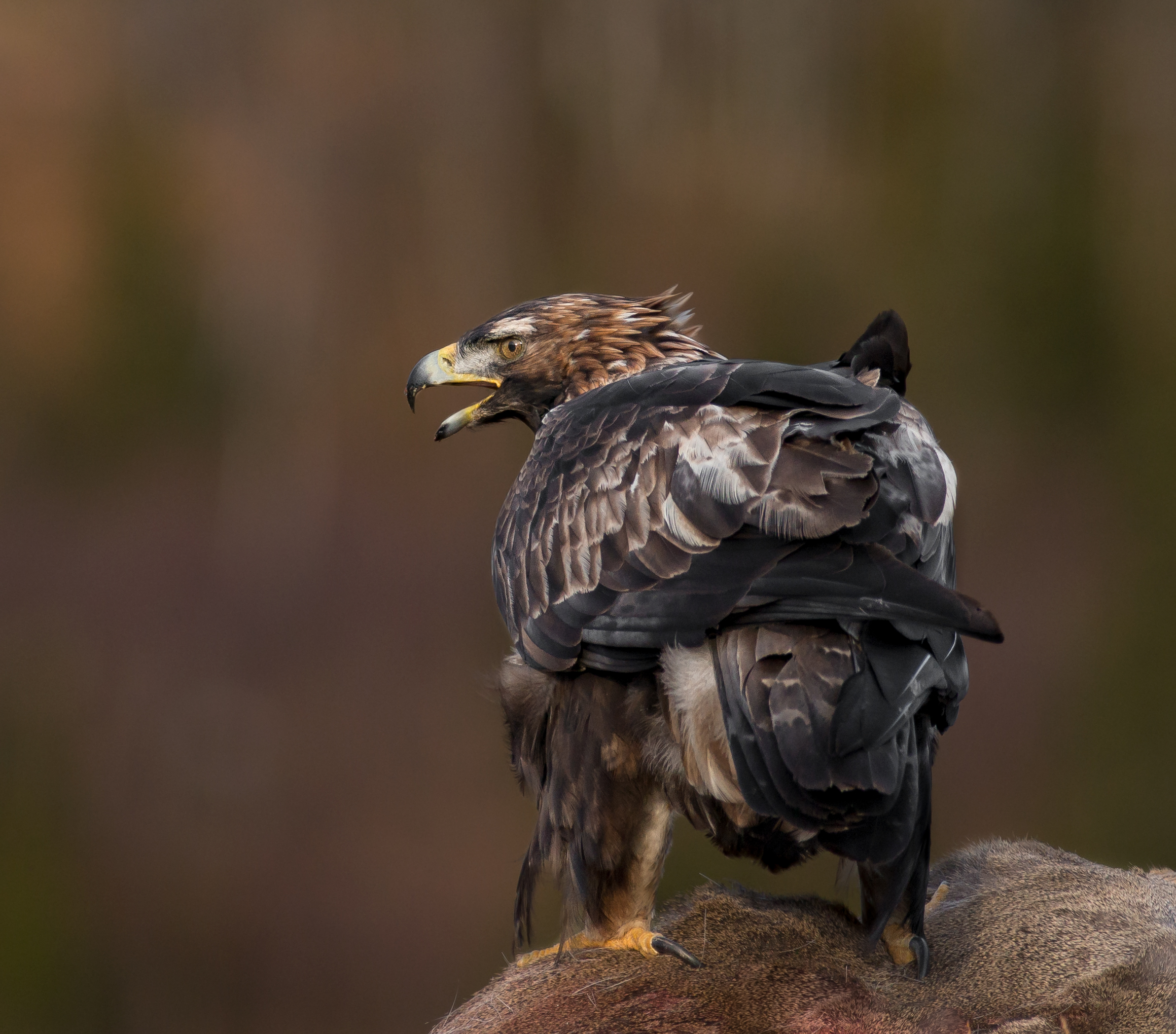 Golden Eagle Who's there