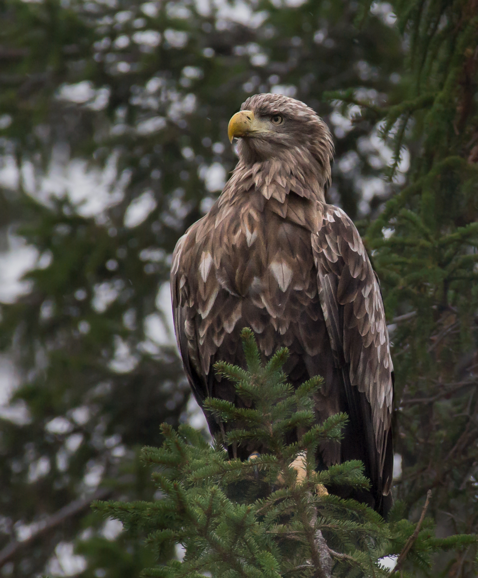Sea eagle looking at the view