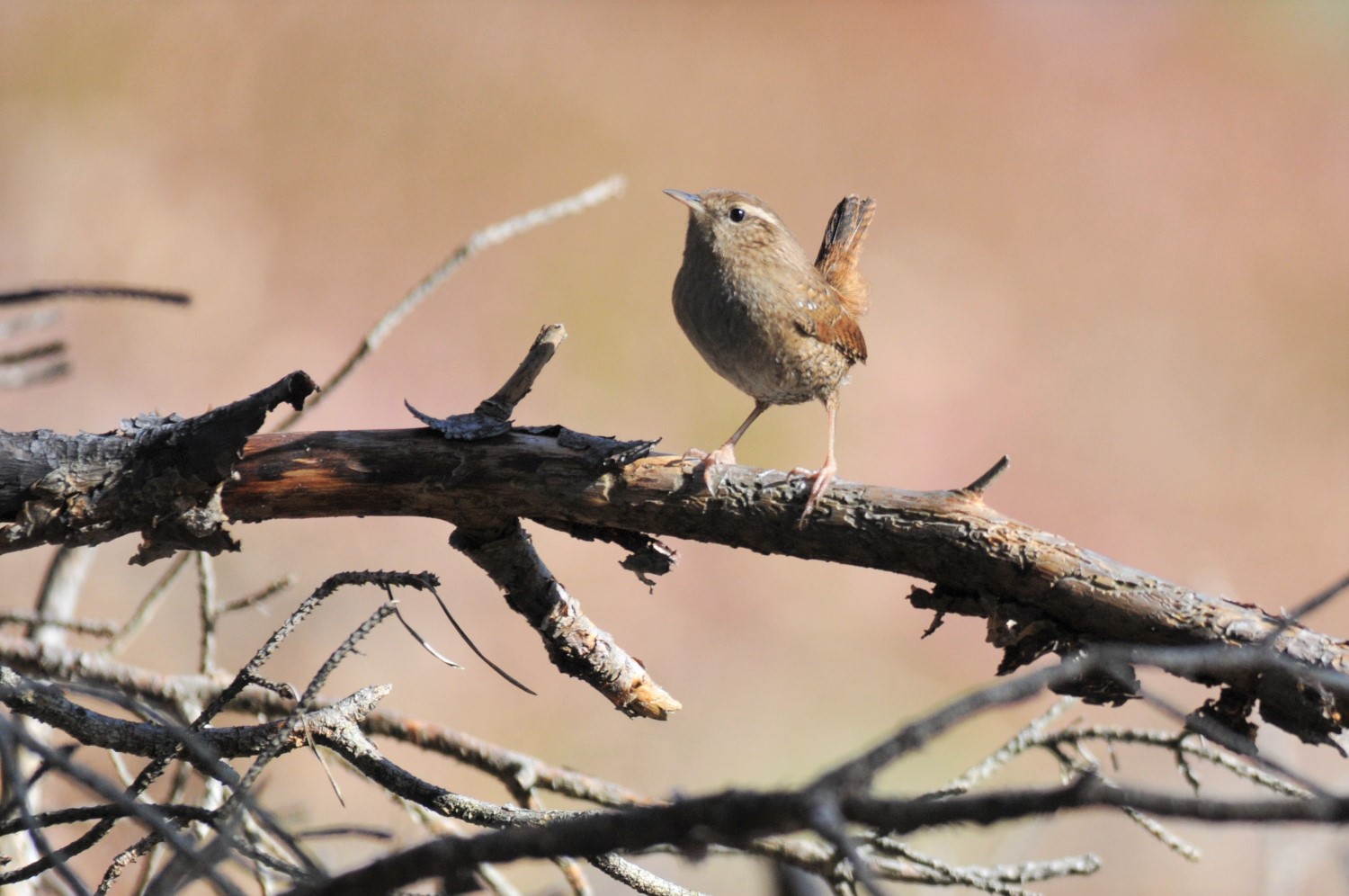 wren in the sun