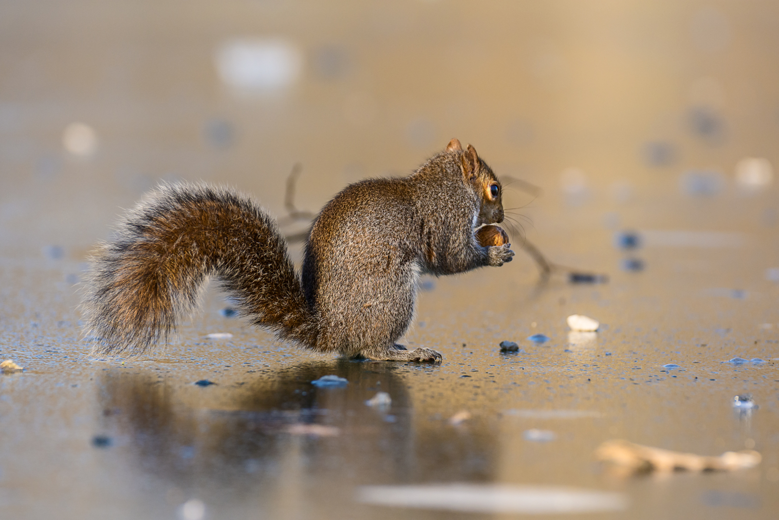Grey squirrel