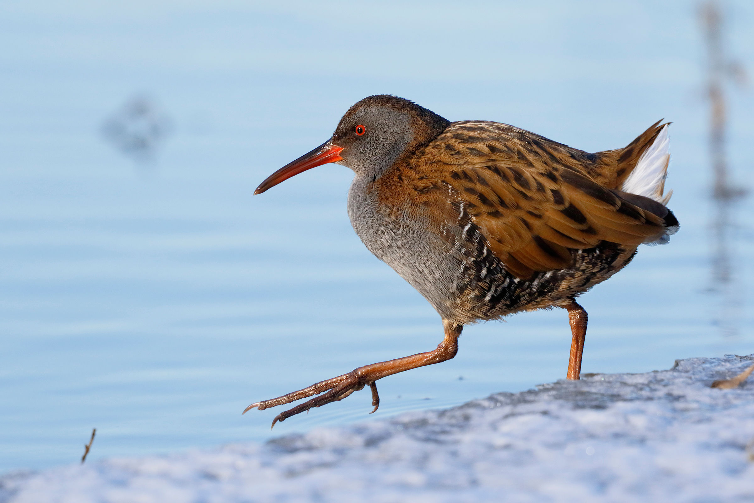 Water Rail