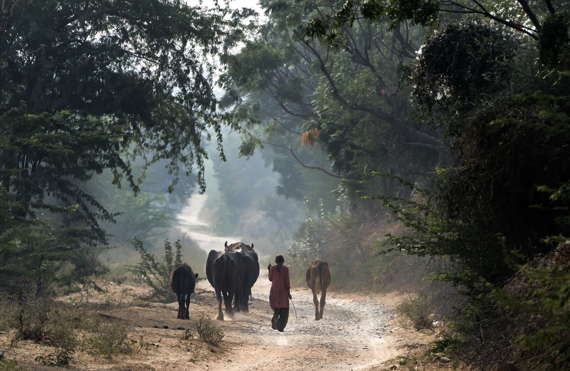 Rajasthan 2017 - In a country lane