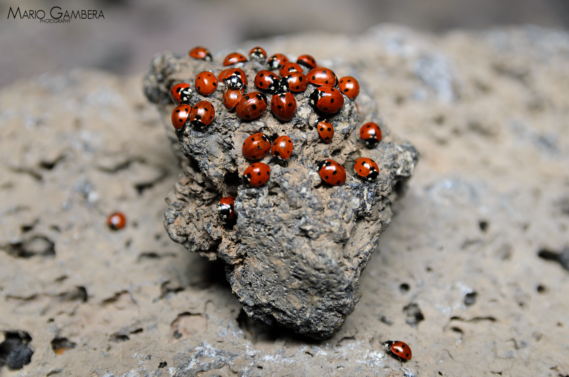 Coccinelle