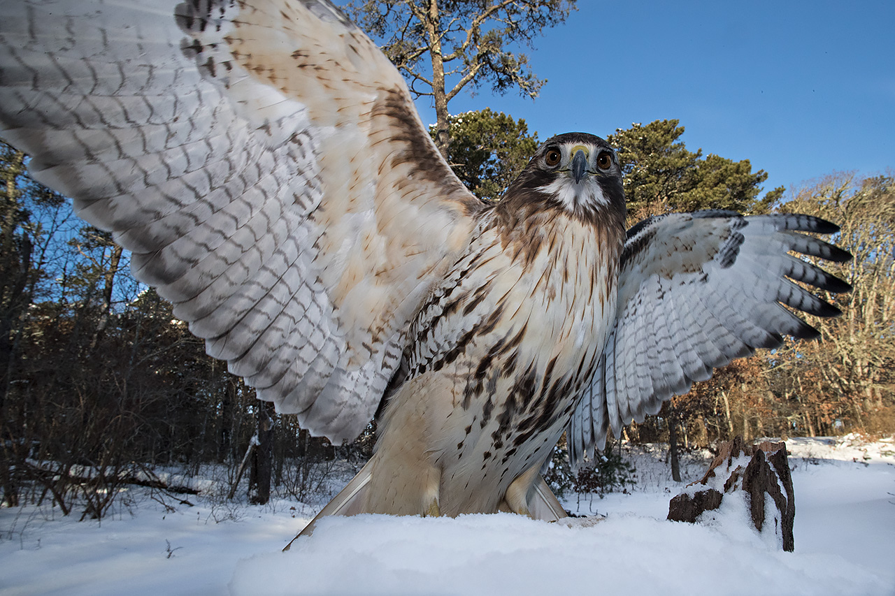 Red Tailed Hawk a 20 mm