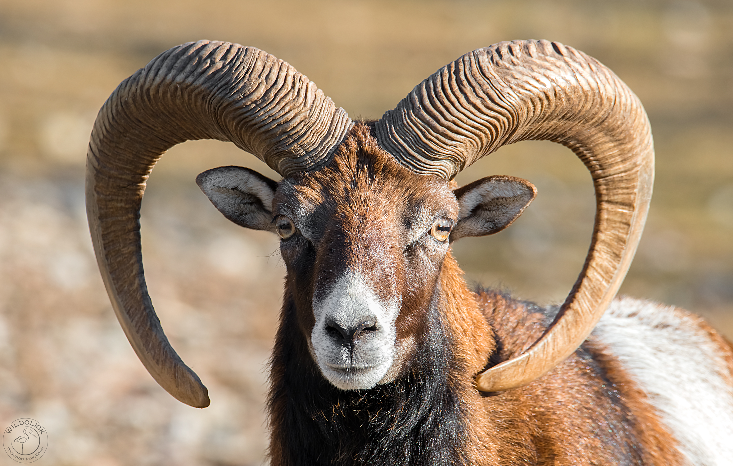 Face to face col Muflone ..