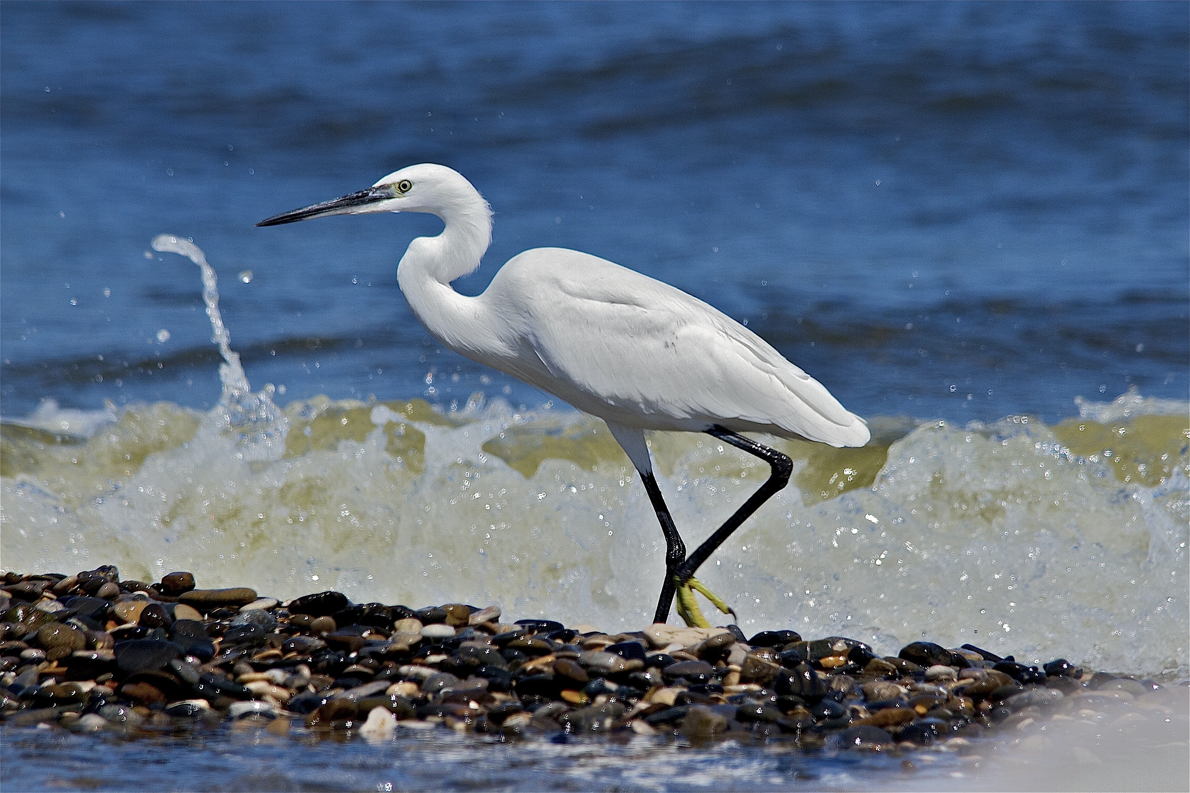 egret Sea