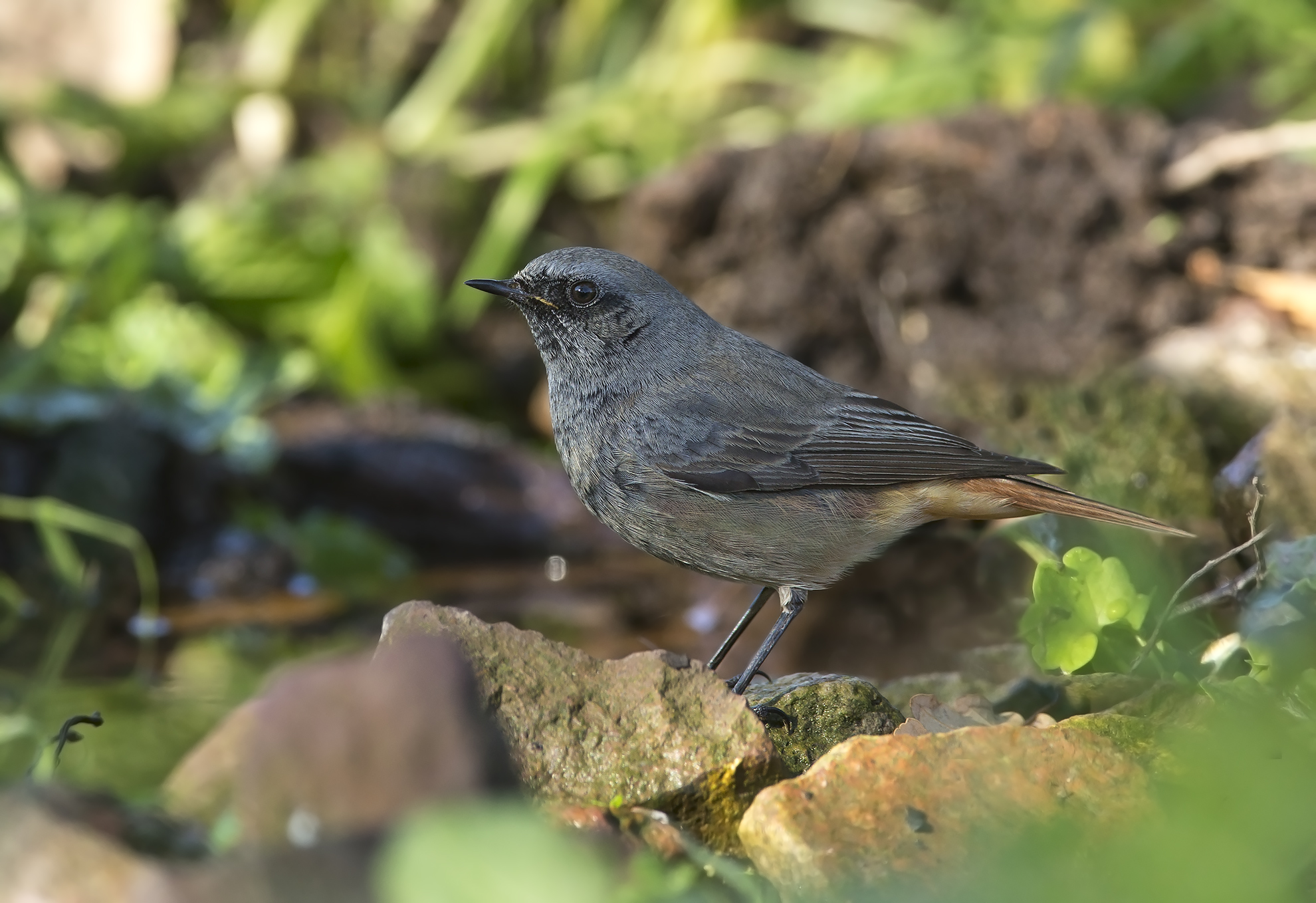 codirosso spazzacamino (phoenicurus ochruros)