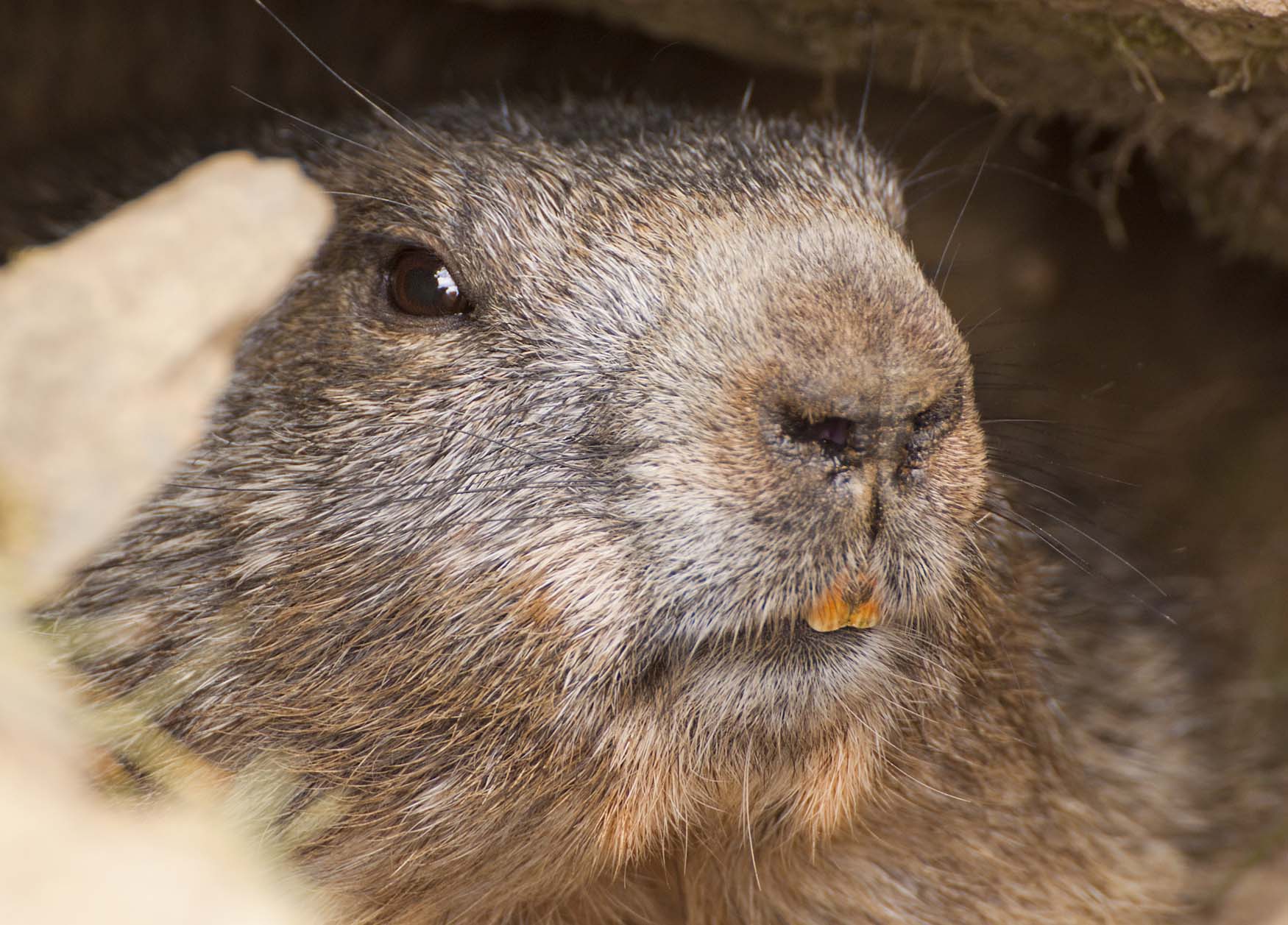 devo chiedere il tfr per rifarmi la bocca