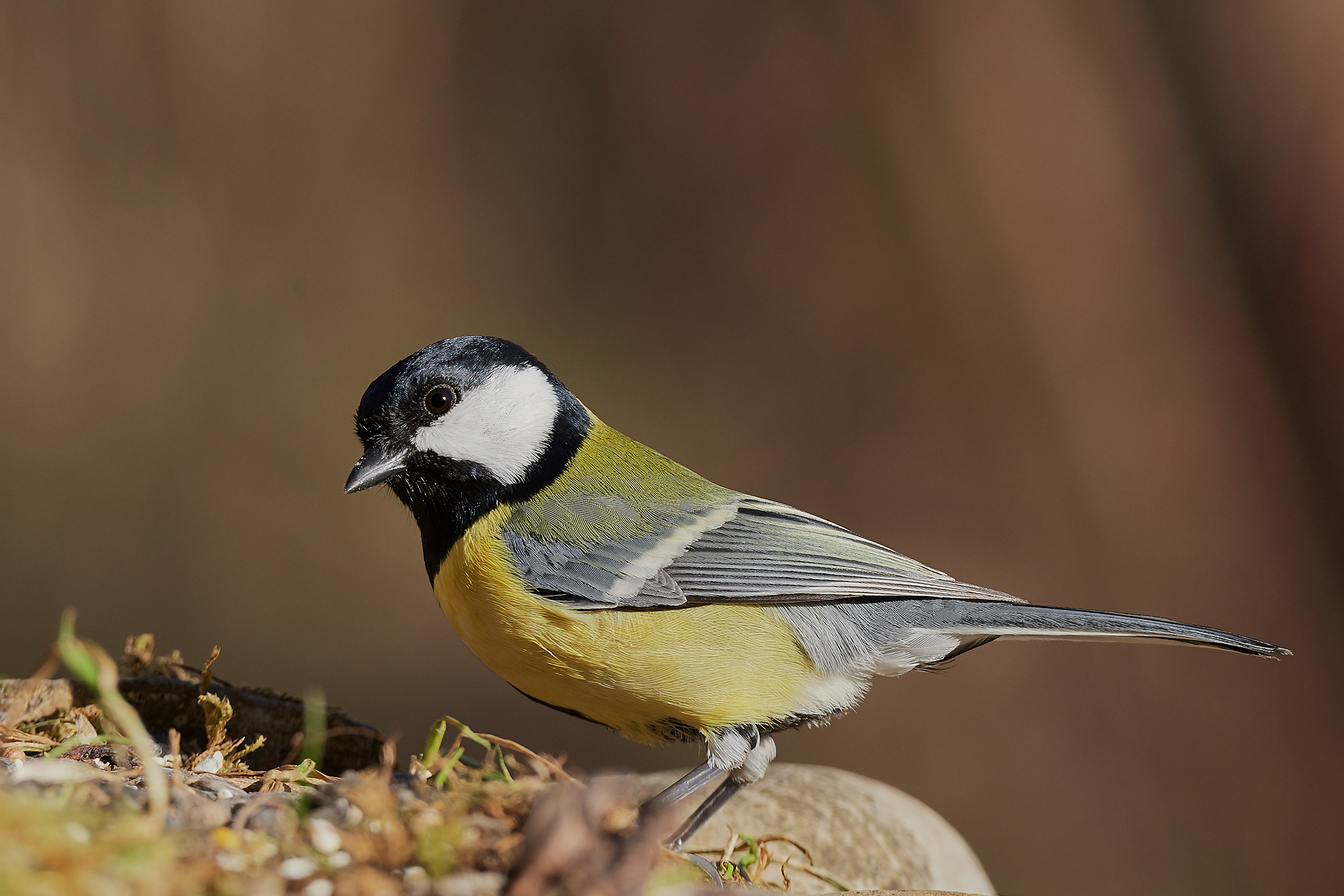 Great Tit