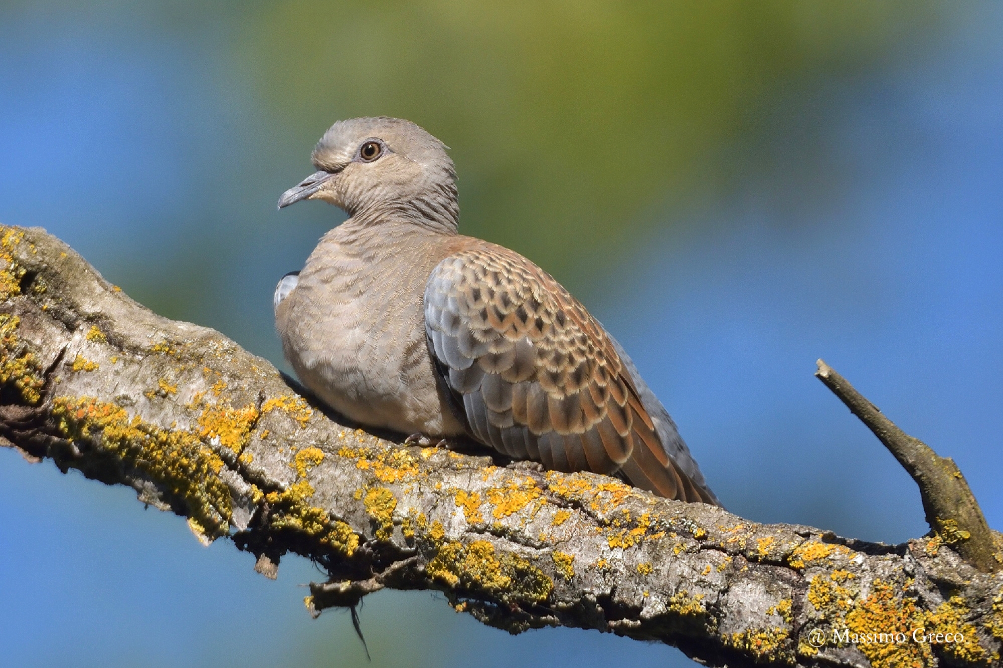 Turtle dove