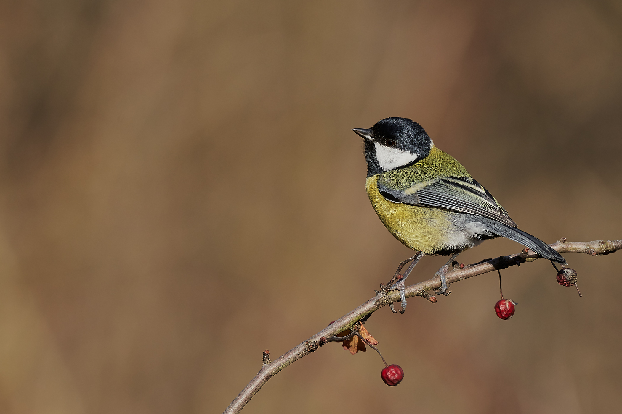Great Tit