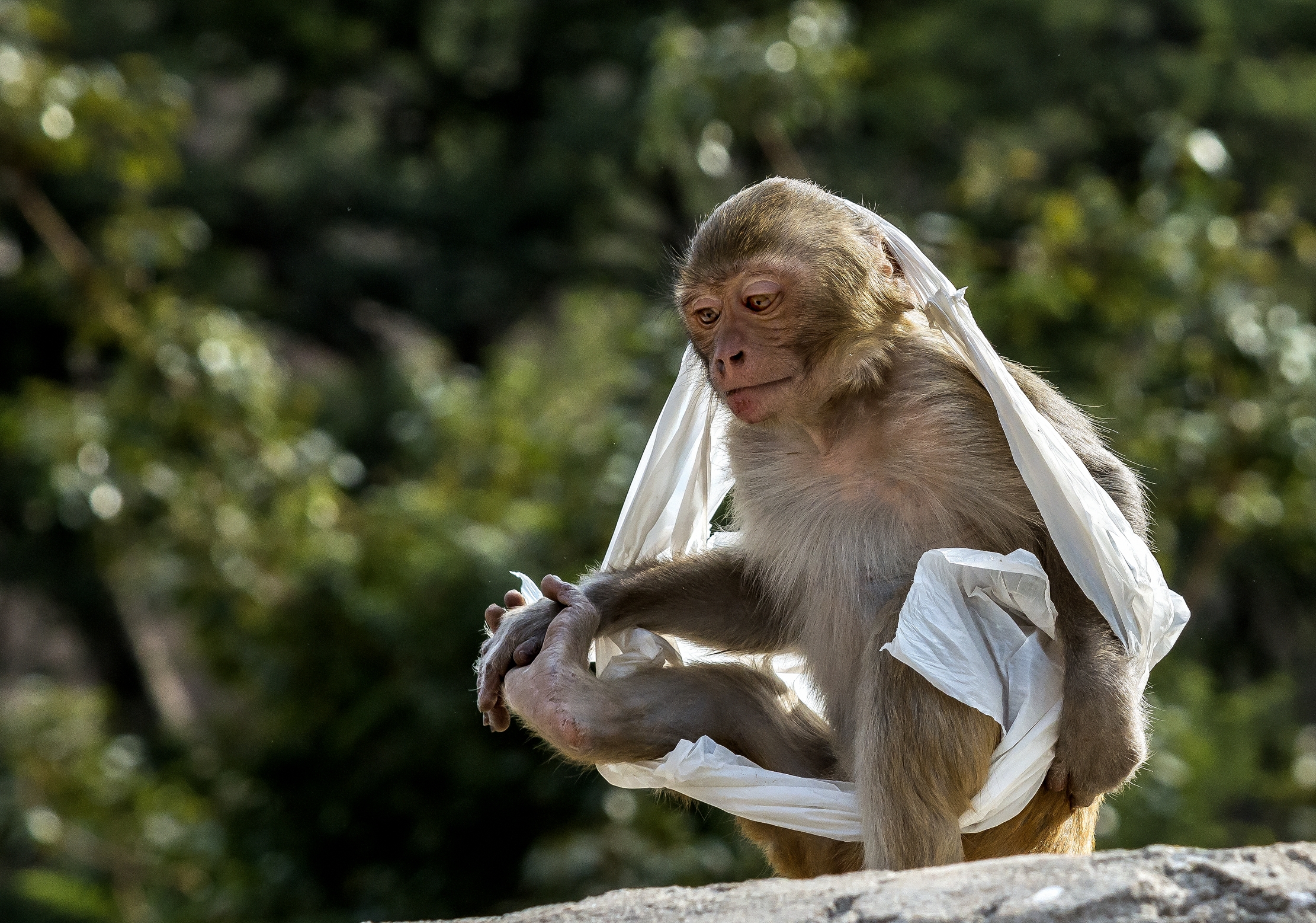 Rajasthan 2017 - Macaco con la tunica 2
