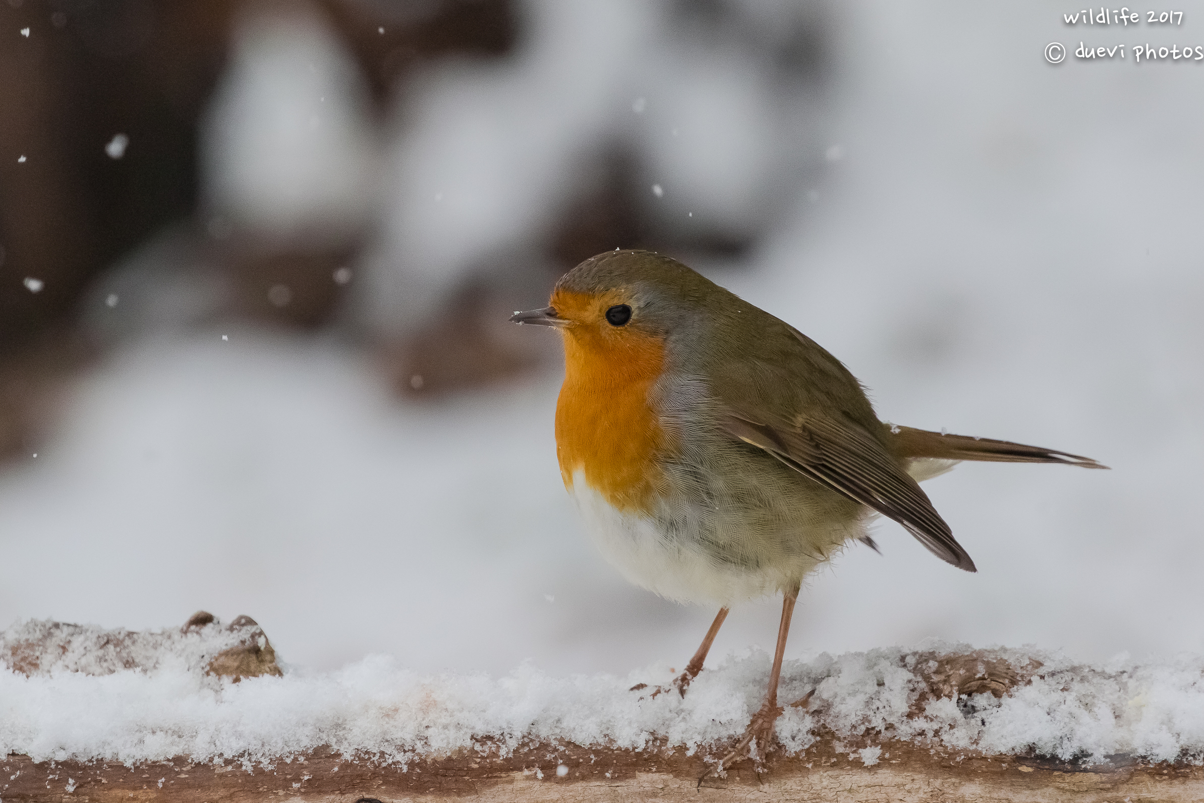 Robin in the Snow