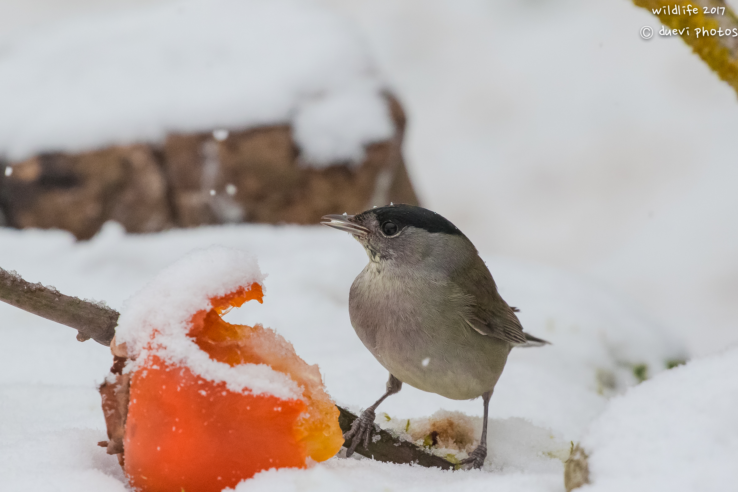 female blackcap