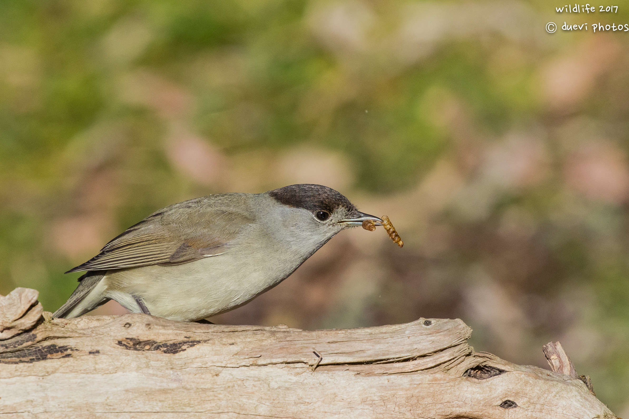 Blackcap