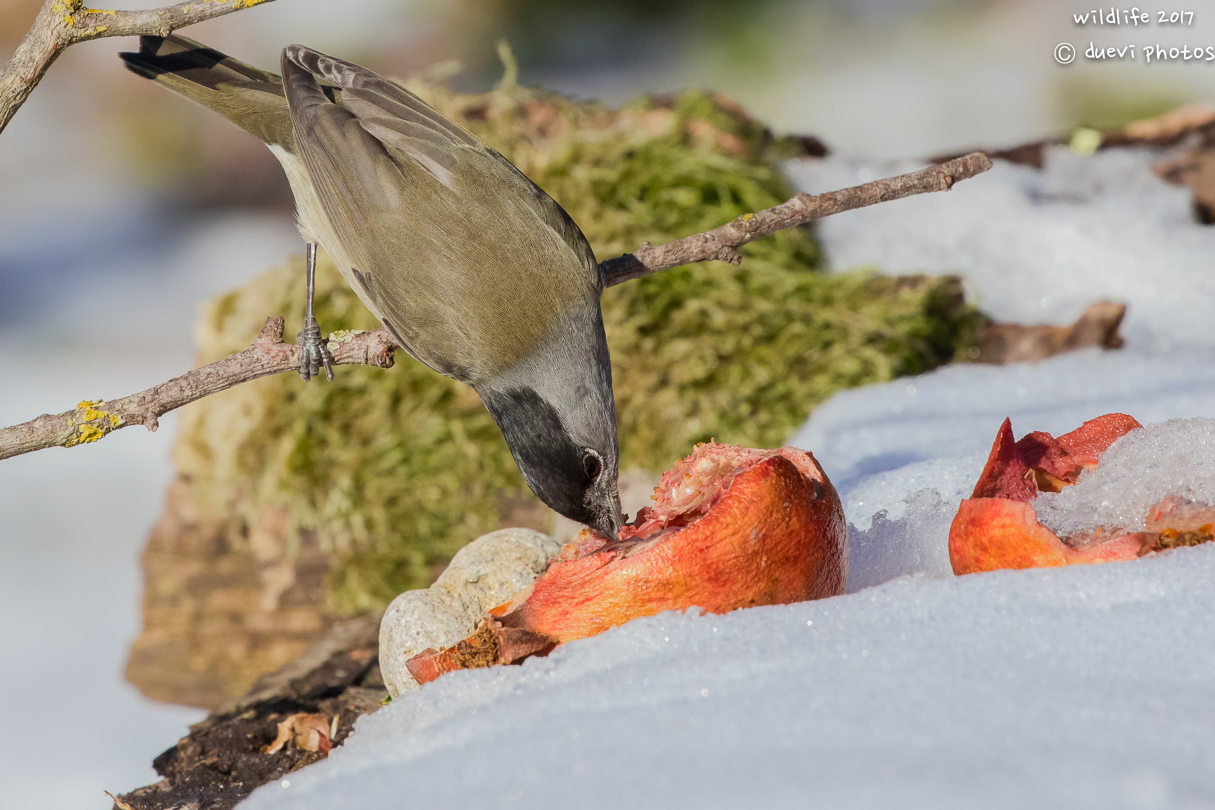 The blackcap and the pomegranate