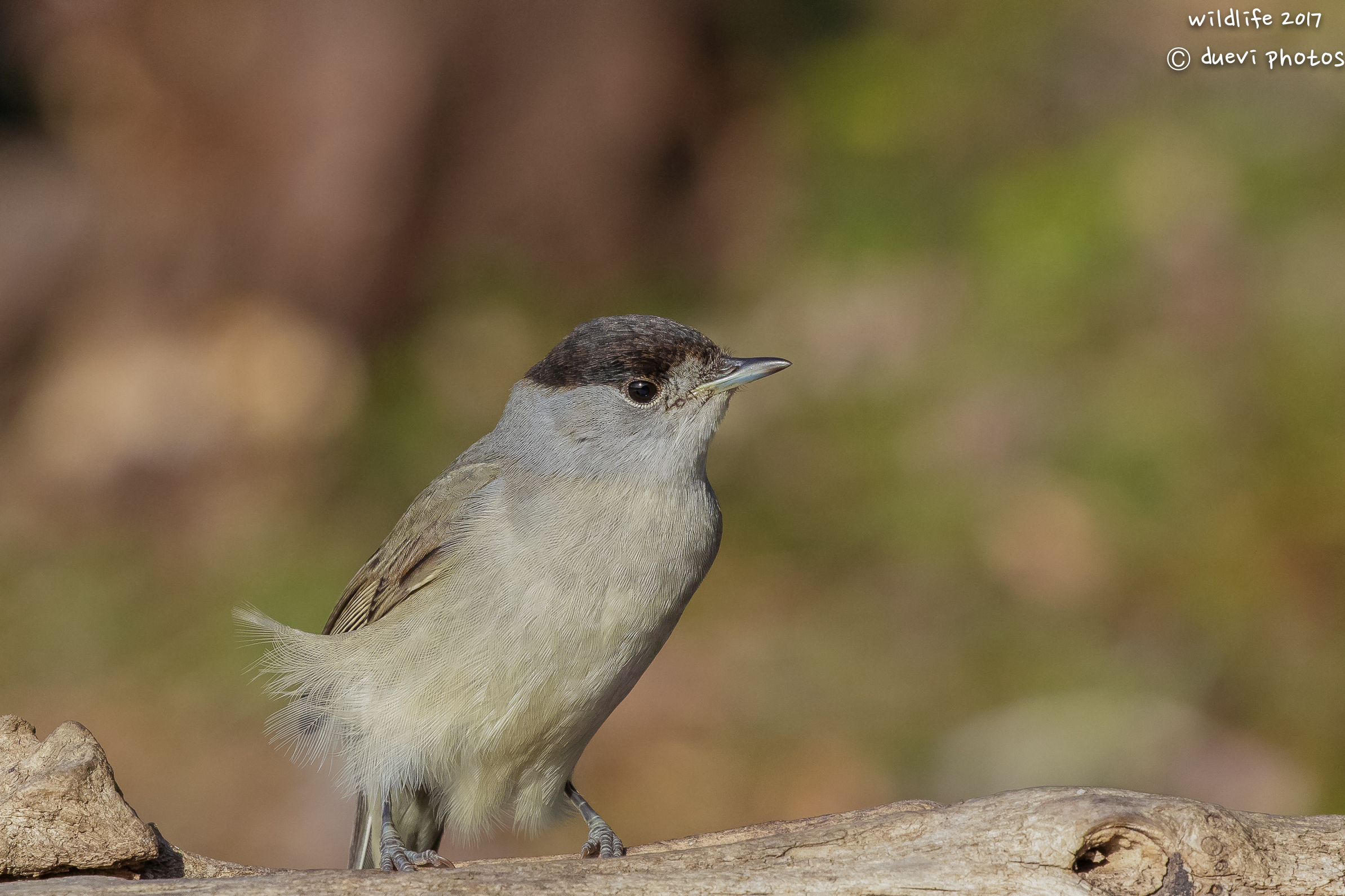 The blackcap in the wind ...