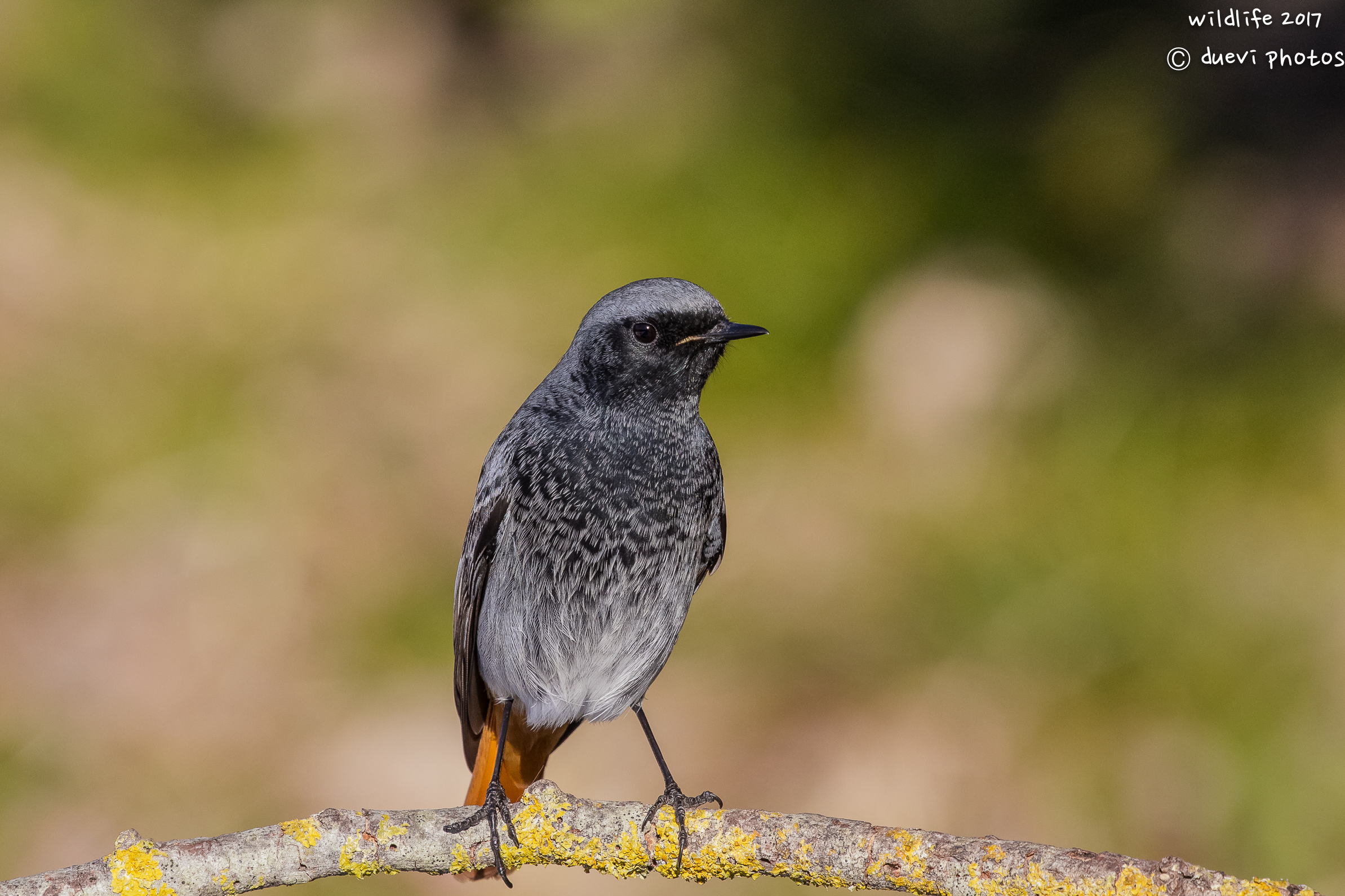 the redstart
