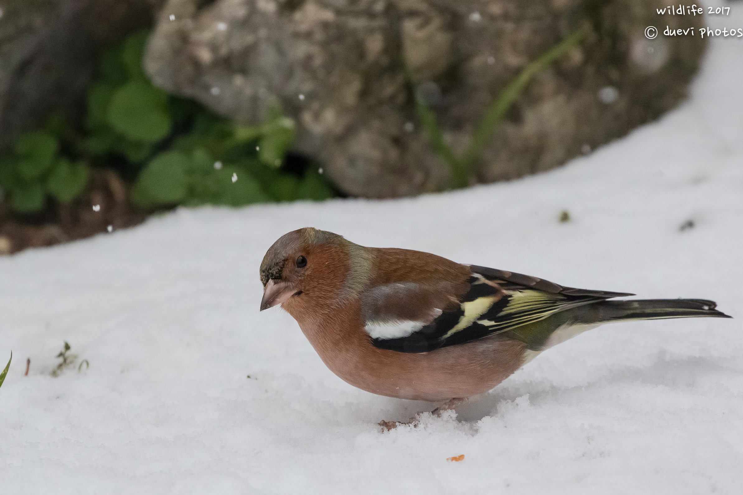 Chaffinch in the snow